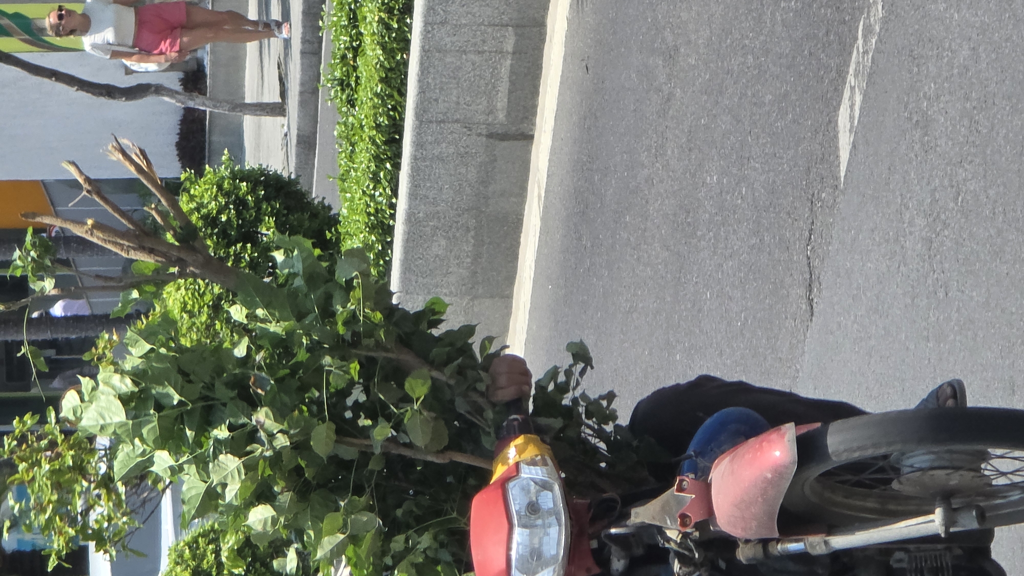 The image shows a motor scooter on a paved city street in Nha Trang, Vietnam. A man is operating the motor scooter, which is carrying a large tree with trimmed branches and foliage. A person wearing pink shorts and a white shirt is visible on a sidewalk in the background. The street is next to a raised curb and low wall lined with shrubs.