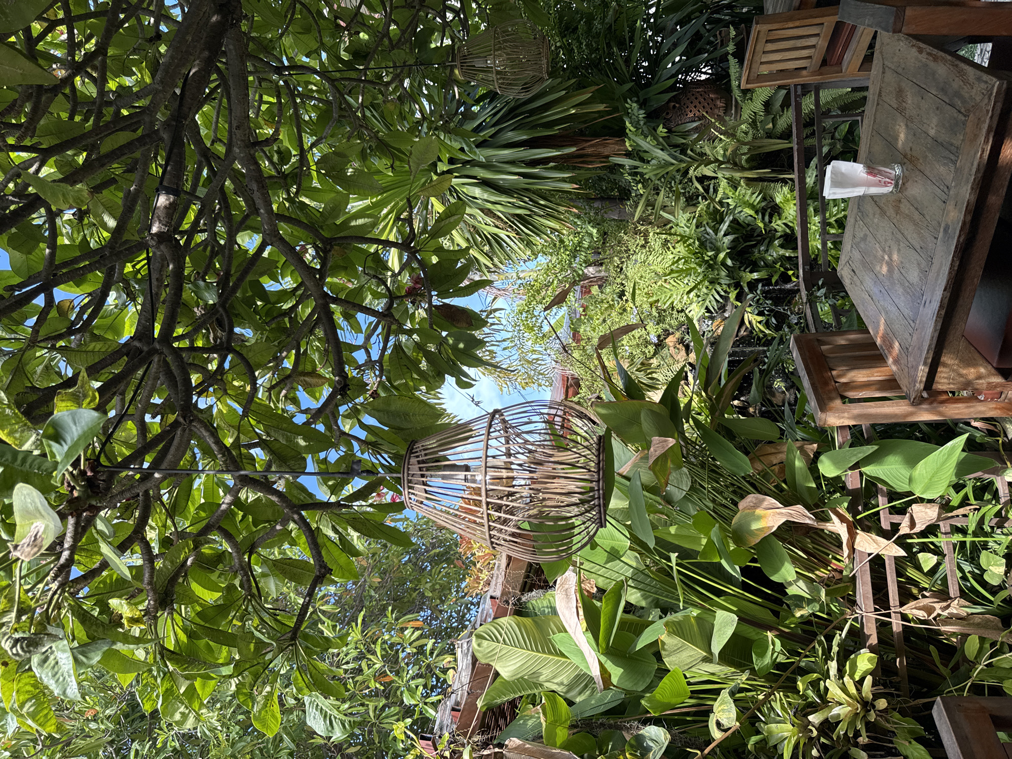 The image depicts an outdoor seating area in a lush, tropical environment, likely a restaurant or cafe in Ko Samui District, Thailand. A weathered wooden table is positioned in the foreground, with a clear glass holding napkins and what appears to be cutlery on its surface. Two wooden chairs are visible, one on the left side of the table and another partially on the right. Overhead, a large tree with abundant green leaves provides shade, and two woven pendant lights hang from its branches. The background is densely filled with various tropical plants, including large-leafed plants and ferns, creating a vibrant green backdrop. In the distance, a glimpse of a tiled roof is visible, suggesting the presence of structures. The overall scene conveys a relaxed, natural ambiance typical of island dining.