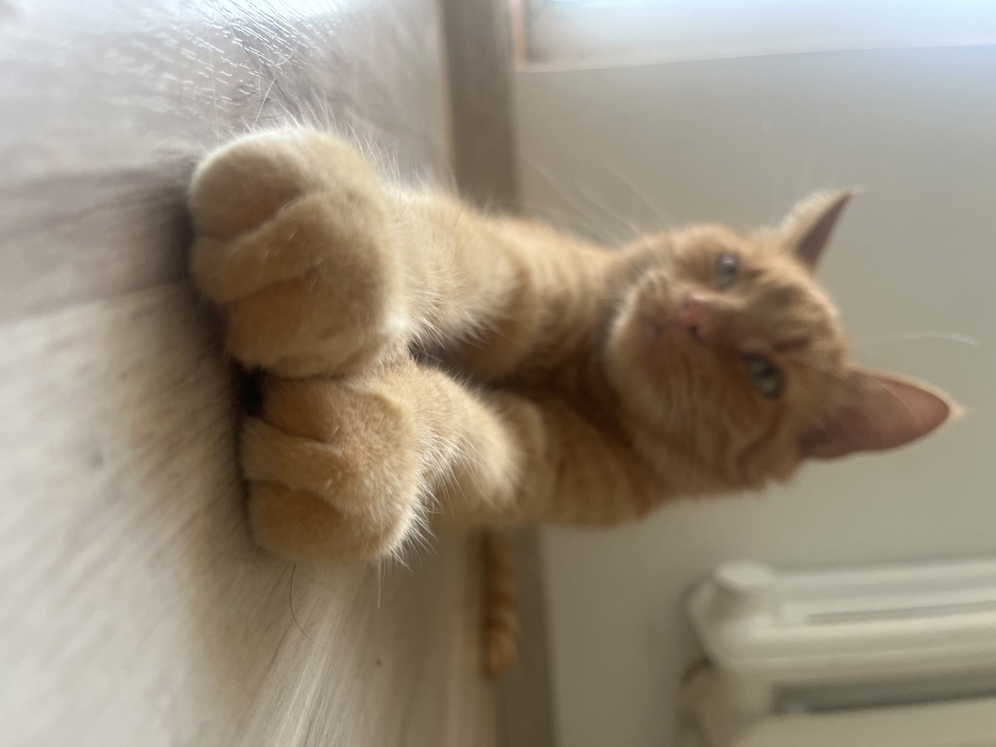 An orange tabby cat is lying on a light-colored wooden floor in what appears to be an indoor setting. The cat's front paws are extended towards the viewer, and its body is blurred due to the shallow depth of field. The background is out of focus, showing a white wall and what might be a radiator. The lighting suggests natural light coming from the left. The scene does not provide any specific indicators of its location within Zabrze, Poland.
