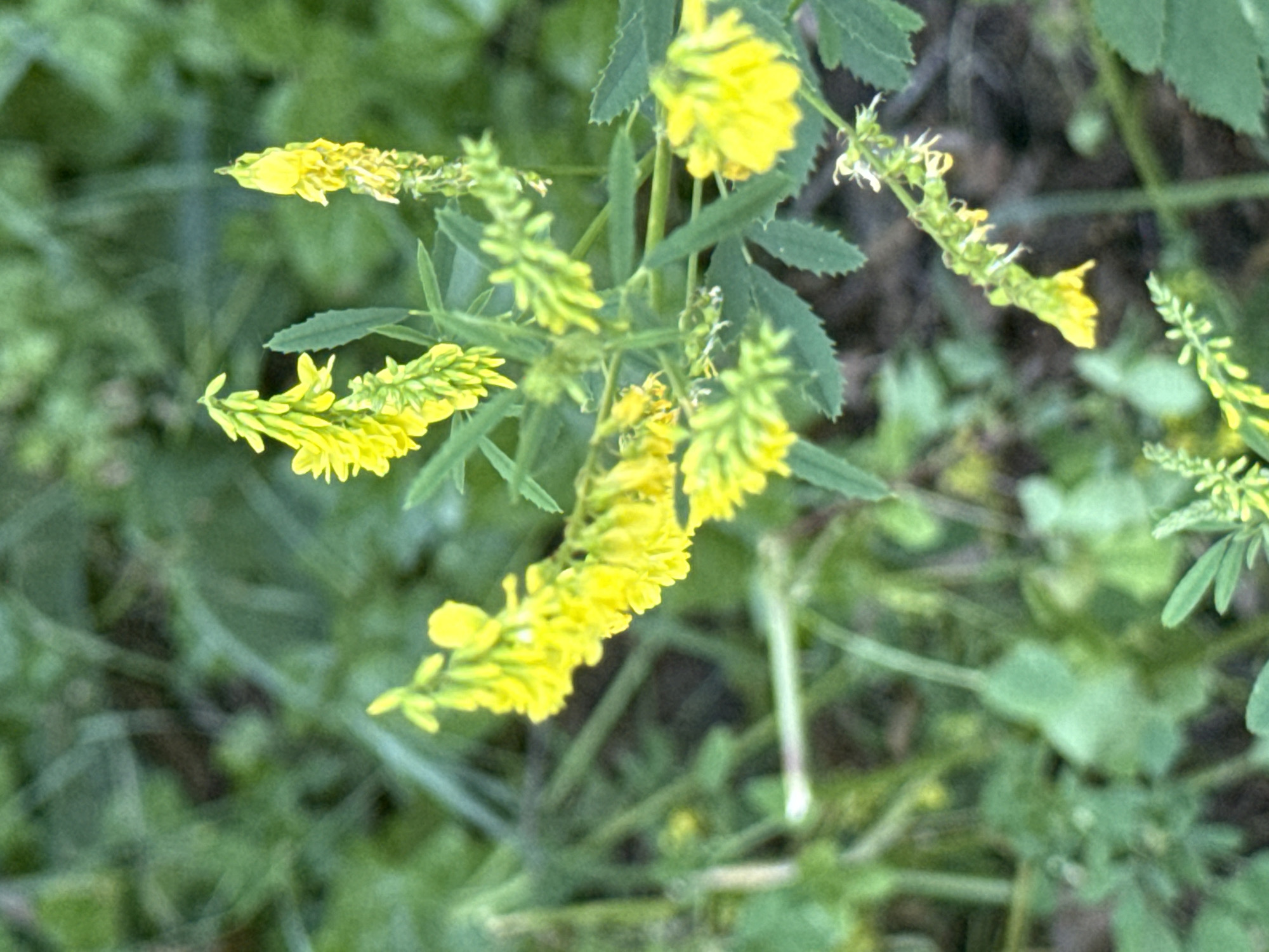 A close-up, eye-level shot captures a cluster of yellow flowers with green foliage in the background. The flowers are small and appear in dense spikes. The lighting is natural, and the focus is on the flowering plants, with the background being blurred. The scene is set outdoors amidst what appears to be a natural environment, possibly a park or garden, given the presence of vegetation. There are no people or animals visible in the frame.