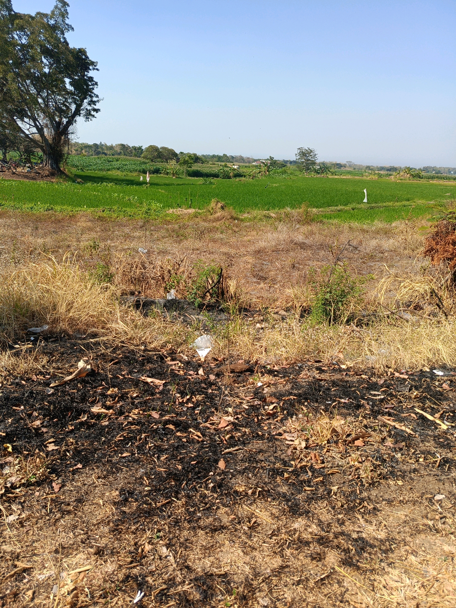 The image depicts a rural landscape, likely in Milangasri, Indonesia, under a clear blue sky. The foreground is characterized by dry, scorched earth and scattered brown leaves, indicating a recent fire or dry conditions. Patches of dried grass and some green vegetation are also visible. Further back, a field of vibrant green crops, possibly rice paddies or other agricultural plants, stretches into the middle ground. A large, mature tree with extensive branches stands prominently on the left side of the image, overlooking the fields. In the distance, a gently rolling terrain with scattered trees and some structures can be observed. There are no people or animals directly visible in the frame, but two white objects, possibly flags or scarecrows, are present in the green fields. The scene appears to be a natural or agricultural environment, with signs of human activity through the cultivated fields and the remnants of a fire in the foreground.