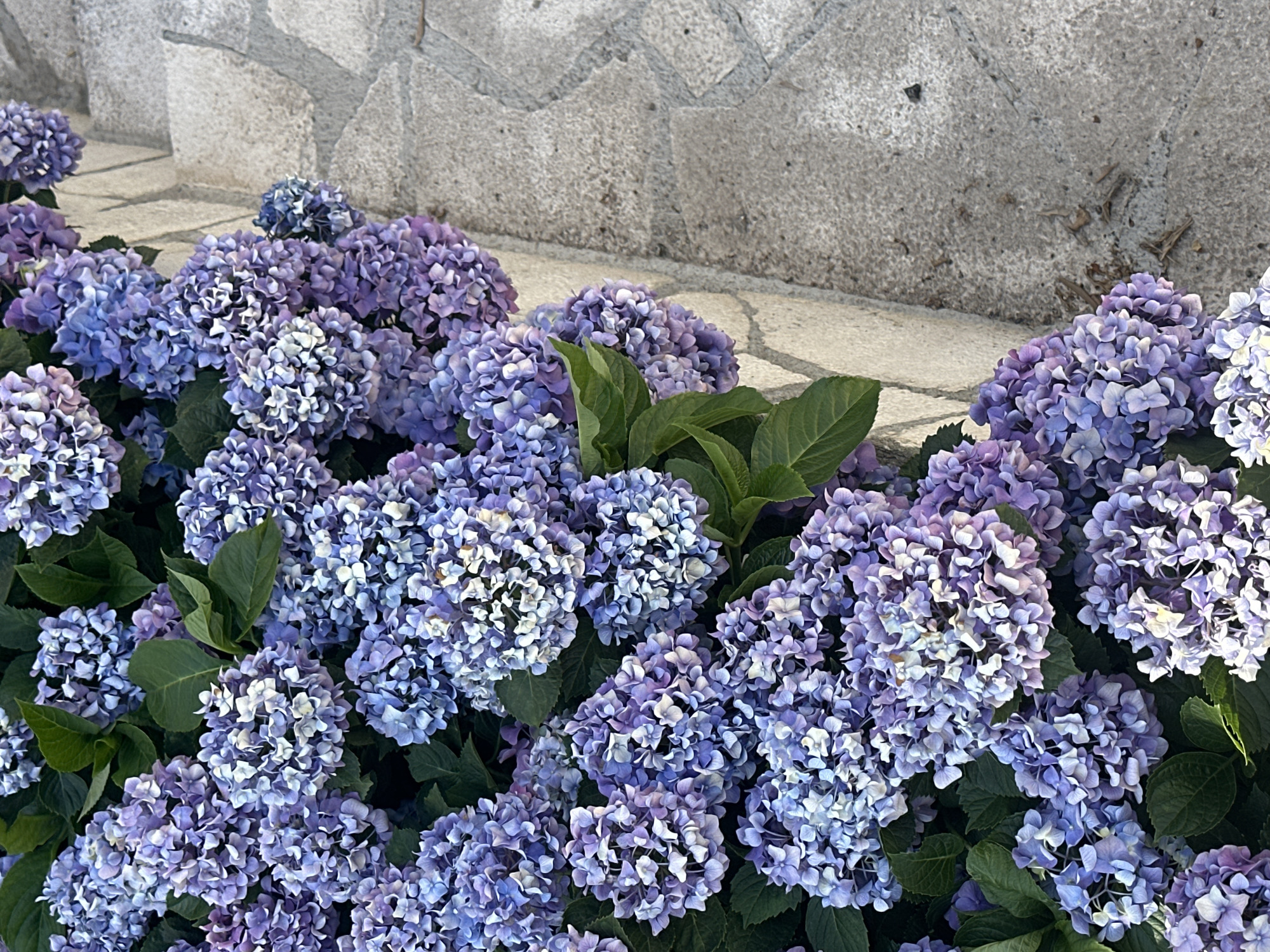 The image displays a close-up view of a dense cluster of purple and blue hydrangeas bordering a paved pathway made of irregular, light-colored stone blocks. The flowers are in full bloom, with many individual florets forming large, rounded heads. Some green leaves are visible amongst the blossoms. The pathway appears to be slightly elevated, with a concrete retaining wall separating it from the flowers. The scene is outdoors, and the lighting suggests it is daytime. The location is identified as Budva, Montenegro. There are no people or animals visible in the image.