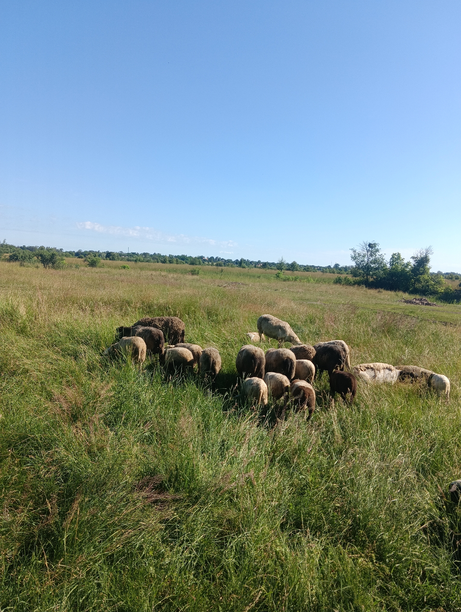 The image depicts a flock of sheep grazing in a grassy field under a clear blue sky. The field is characterized by tall, dry grass interspersed with greener patches. In the background, a line of trees marks the horizon, with some smaller shrubs scattered throughout the field. The sheep are mostly light brown and white, with a few darker ones. They are congregated in the middle of the frame, with some actively feeding and others standing. The overall impression is a pastoral scene in a rural or semi-rural setting. There are no discernible structures or human presence beyond the presence of the sheep.