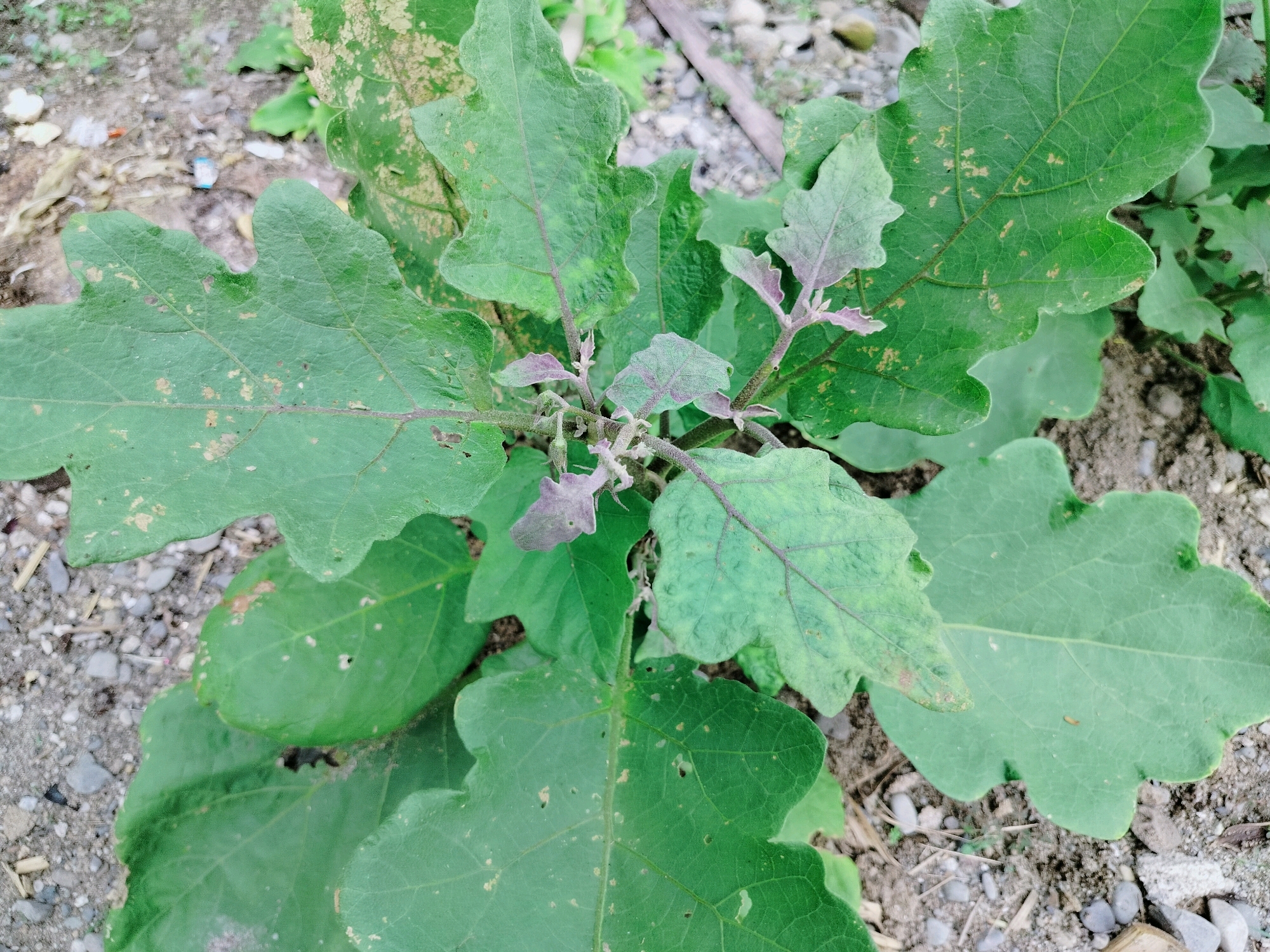 This is a close-up, top-down shot of a young eggplant plant (Solanum melongena) growing in what appears to be a garden or natural setting. The plant has large, green, lobed leaves with prominent veins. Some of the leaves show signs of minor damage or discoloration, with small brown spots and some lighter green patches. The stems and new growth at the center of the plant have a purplish hue. A few small, underdeveloped buds or flowers are visible amongst the new leaves. The plant is rooted in dry, sandy soil interspersed with small stones, pebbles, and some organic debris. The background is blurred but suggests an outdoor environment with more foliage and ground cover. There are no people or animals visible in the image. The overall impression is a close study of a healthy but not perfectly pristine plant in its natural or cultivated environment.