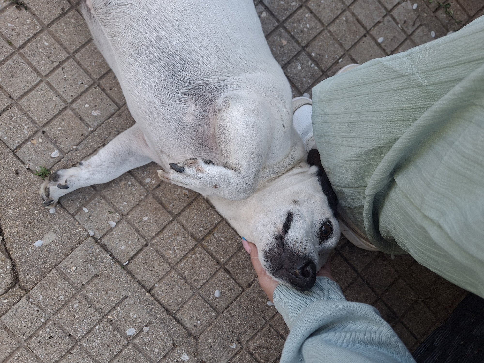 A person is petting a white and black dog on a tiled surface outdoors. The person is wearing a light blue long-sleeved shirt. The dog is lying on its back with its head turned toward the person's hand. The tiles are gray and square, and there are scattered white specks on the tiles. The location is identified as Buhovo, Bulgaria. Another person is wearing light green clothes sitting next to the dog.