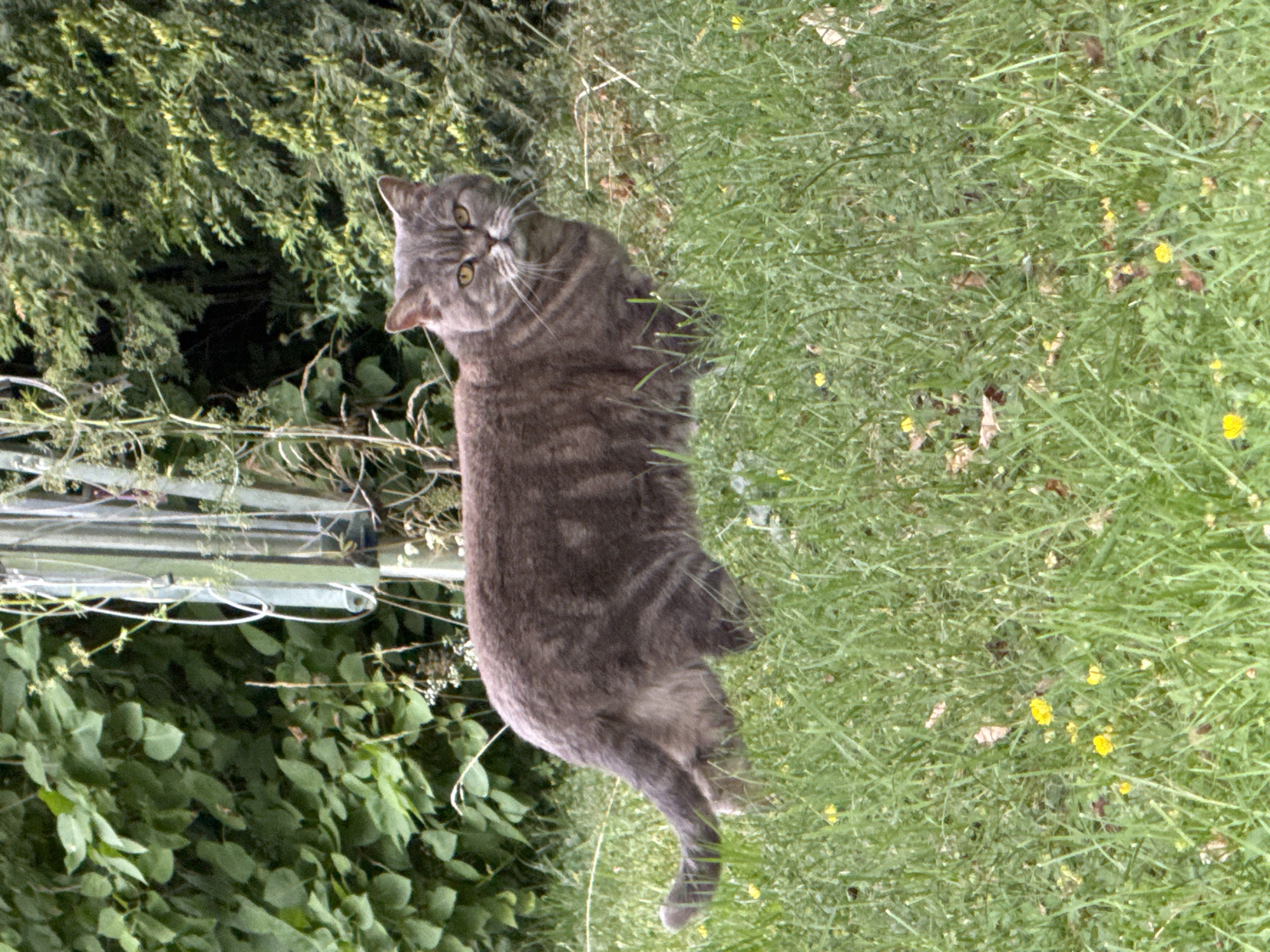 A grey tabby cat with yellow eyes stands in a grassy area, facing right, with its body angled slightly towards the viewer. The cat's fur shows distinct tabby markings. It is positioned in the foreground, with its rear end towards the left of the frame. Behind the cat, tall green foliage is visible, and further back, a dense green hedge or shrubbery forms the background. A thin, vertical metal pole with some attached wires or strings runs through the foliage on the left side of the image. Small yellow flowers are scattered throughout the grass in the foreground. The environment suggests an outdoor setting in a residential area, potentially a garden or park. The location is described as Österskär, Sweden.