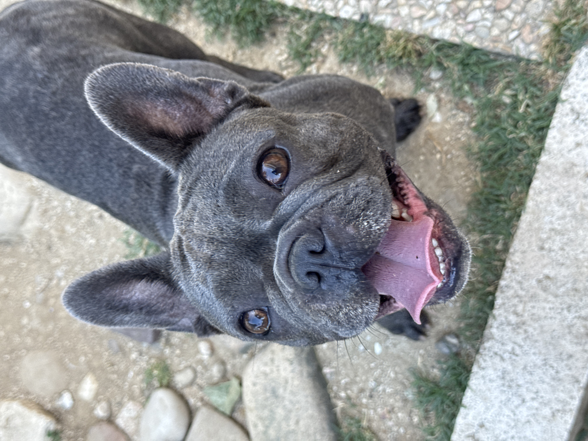 This is a close-up, overhead shot of a French Bulldog panting outdoors, with its tongue hanging out. The dog is dark gray in color and has large, expressive eyes and characteristic bat-like ears. The focus is on the dog's face, with its mouth open and tongue prominently displayed, showing its pink interior and white teeth.
The setting appears to be a garden or yard, with patches of green grass and light-colored gravel or dirt visible. There are also some light-colored stones or concrete elements in the foreground and to the right of the dog, suggesting an outdoor patio or pathway. The lighting indicates it is daytime, likely sunny, given the shadows and the brightness of the scene.
The dog's expression, with its wide-open mouth and tongue out, conveys a sense of exertion or happiness, typical of a dog panting after activity or in warm weather. The background is slightly blurred, keeping the attention on the dog. No text is visible in the image. The location context of San Benedetto del Tronto, Italy, suggests a Mediterranean climate where such outdoor scenes are common.