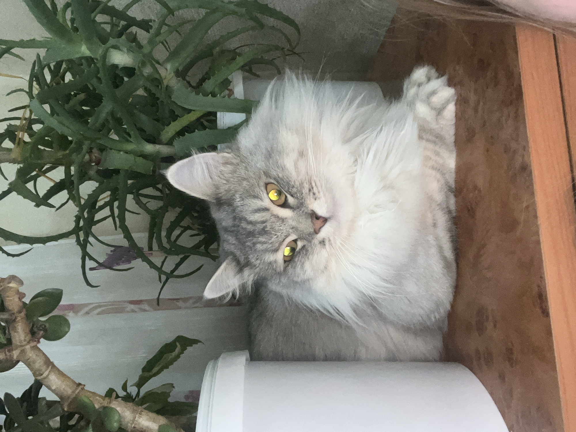 A gray and white long-haired cat with yellow eyes is lying on a windowsill between two potted plants. The plant on the left appears to be a jade plant and aloe. The background suggests an indoor setting. The windowsill is white and a wooden surface. The image was taken in Chaikovsky, Russia.
