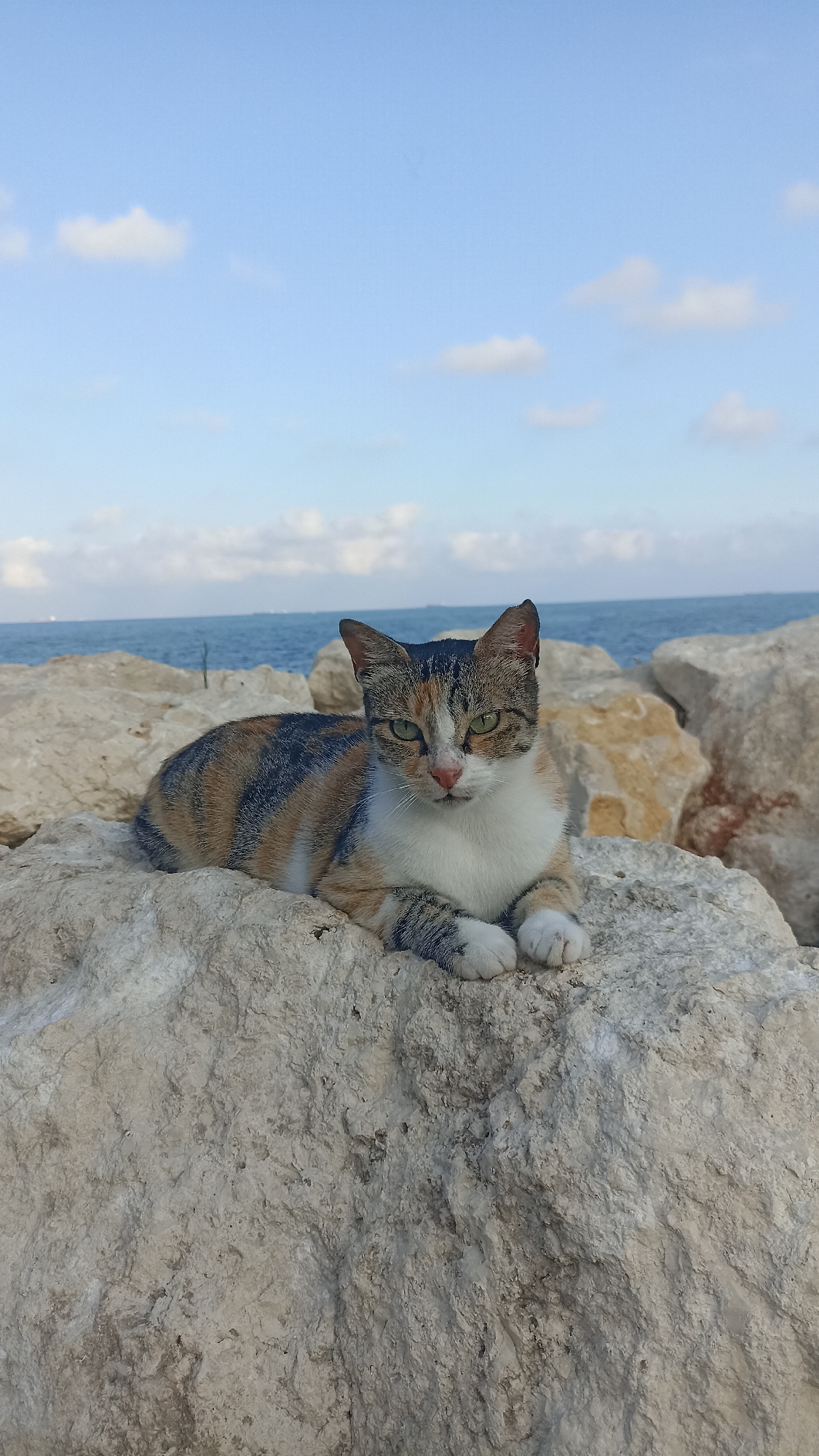 A calico cat with green eyes and white paws is resting on a large, pale rock. The cat is facing forward and looking at the camera. Behind the cat, the blue ocean stretches out under a bright blue sky with scattered white clouds. The foreground is dominated by several large, rough, light-colored rocks, suggesting a coastal or rocky shoreline environment. The image appears to be taken outdoors on a clear day. There are no people or human-made structures immediately visible in the frame, aside from possibly distant boats on the horizon. The setting is likely a natural or semi-natural outdoor space along the coast, possibly a breakwater or rocky beach.