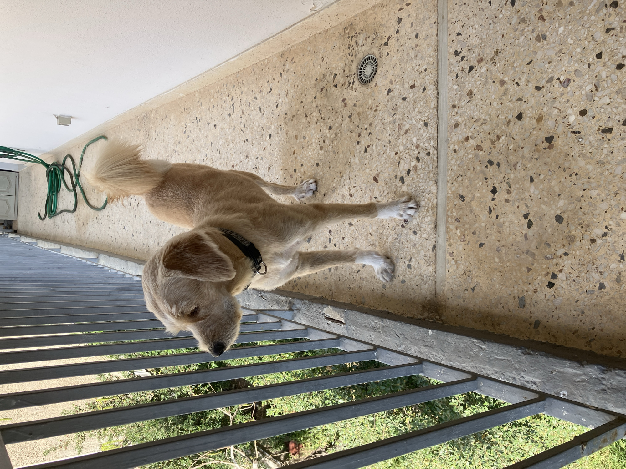 A light-colored dog, resembling a Golden Retriever or Labrador mix, is captured lying down on a textured outdoor floor, peering over a metal railing. The dog, wearing a dark collar, is stretched out with its head positioned low to look through the horizontal bars of the railing at something below. Its fur is a pale golden or cream color, with distinctive white fur on its paws.
The setting is a balcony or patio. The floor is made of a light brown terrazzo material, speckled with various sizes and shades of aggregate, including dark brown, black, and white fragments. A circular, grey drainage grate is embedded in the floor to the dog's right. To the left, a green garden hose is coiled and hanging against a light-colored wall, above which a small white electrical box is mounted. The ceiling is plain white.
Beyond the dark gray metal railing, which consists of multiple parallel horizontal bars, lush green foliage is visible, suggesting an elevated view over trees or bushes. The scene is well-lit by bright sunlight, indicating a clear, sunny daytime. No visible text is present in the image. The dog appears calm and observant.