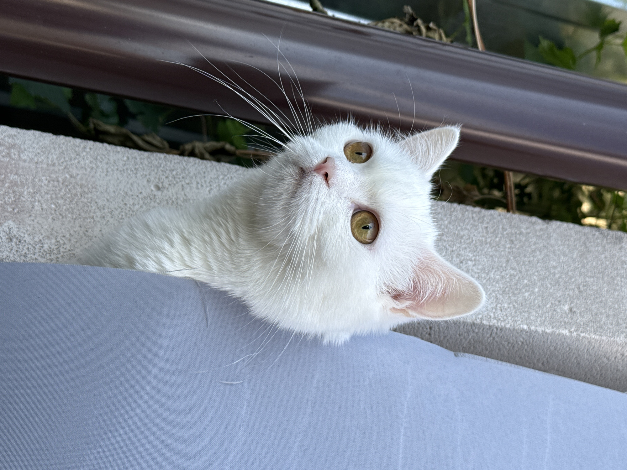 A white cat with yellow eyes peeks out from behind a grey textured wall and a blue fabric. The cat is facing left, with its head and a portion of its body visible. In the background, there is a dark brown downspout and some greenery. The image is taken outdoors in what appears to be a residential area.