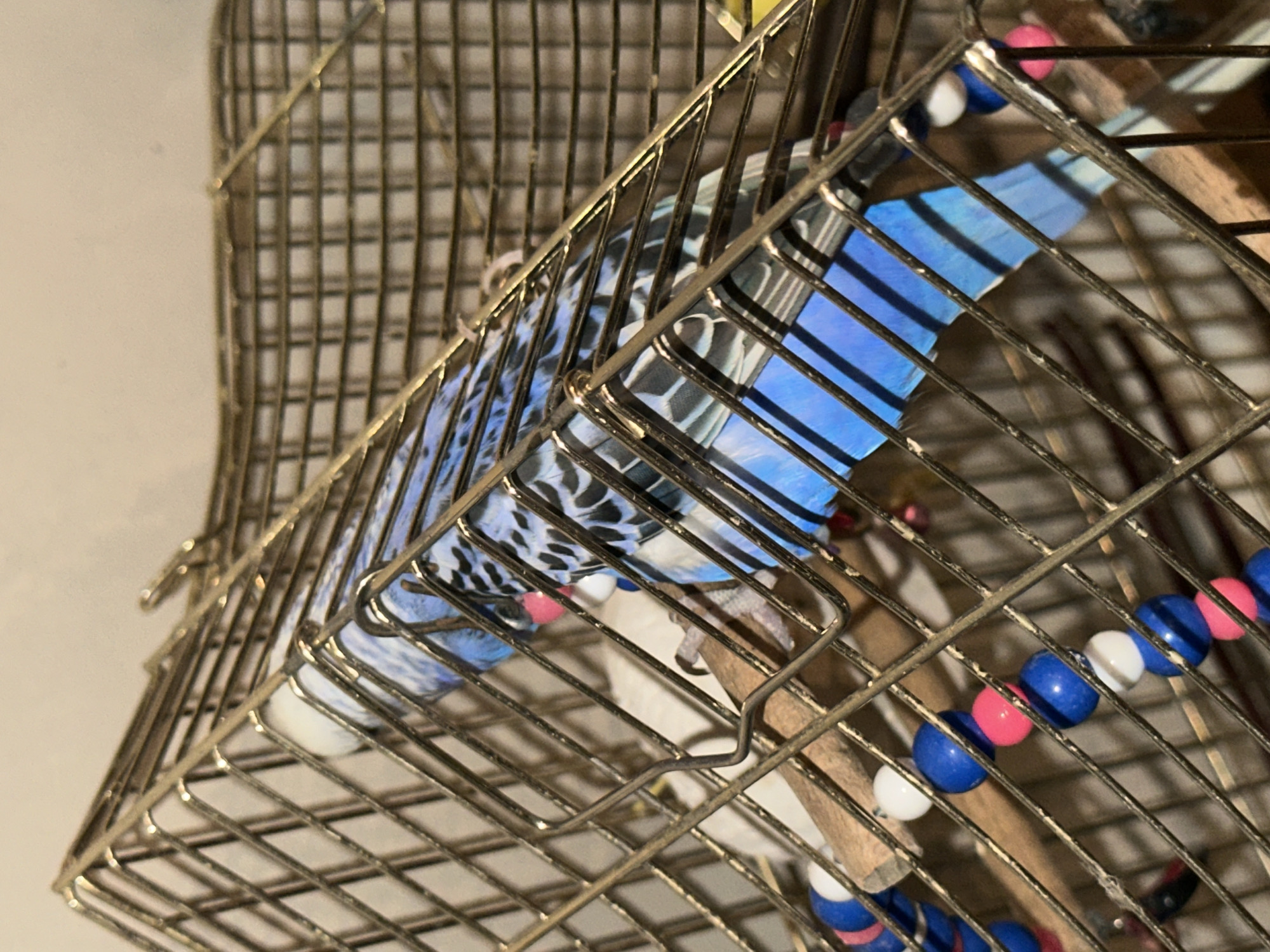 A blue budgerigar is perched on a wooden dowel inside a metal birdcage. The bird has black markings on its wings and back, and bright blue tail feathers. It is facing towards the left side of the image, with its head turned slightly upwards. A string of colorful beads, including blue, white, and pink, is hanging from the cage. The background is a plain, light-colored wall. The image is a close-up shot, focusing on the bird and its immediate surroundings within the cage.