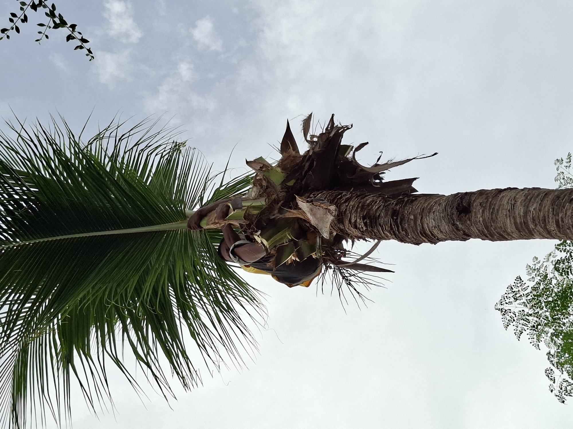 Looking up at a palm tree from below against a cloudy sky. A worker sits near the top of the trunk, amidst the base of the fronds. Part of a second tree is visible in the top right corner. There are hints of foliage at the upper left as well. The location is Lhokseumawe, Indonesia.