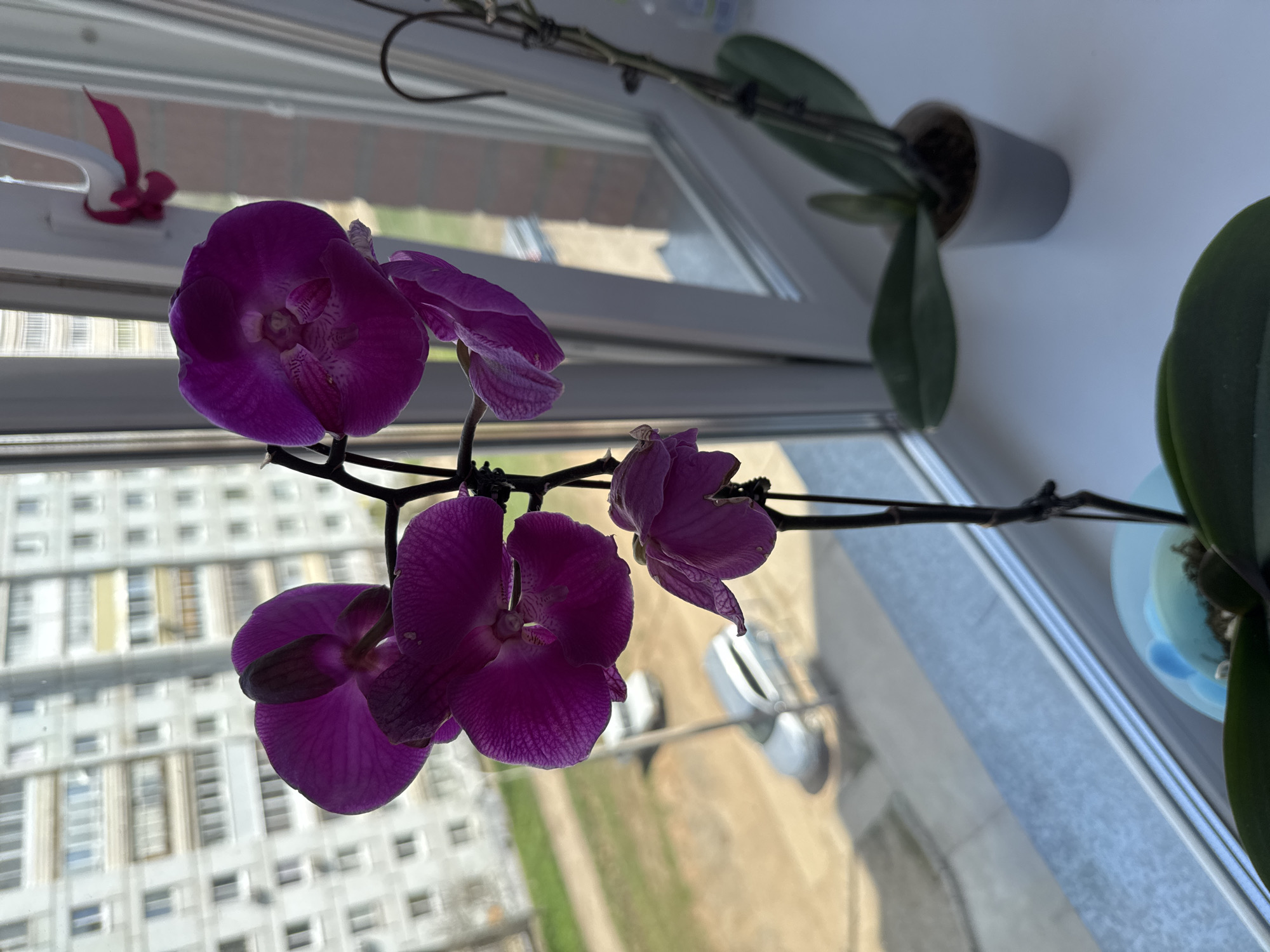 Here is a detailed description of the image:
The image shows a close-up view of purple orchids in bloom, situated on a windowsill within an interior space. The orchids are the primary subject, exhibiting vibrant purple petals with intricate patterns. Several blossoms are fully open, while others are in various stages of development. The orchid stems are dark and slender.
In the background, there is a view through the window. A residential building with many windows is visible, indicating an urban environment. The presence of what looks like a street, and possibly green space, outside the window further supports the urban setting. Based on these observations and the prompt, this scene is likely situated in an apartment in Chaikovsky, Russia.
Two orchid pots are visible at the top right of the image, along with their leaves.