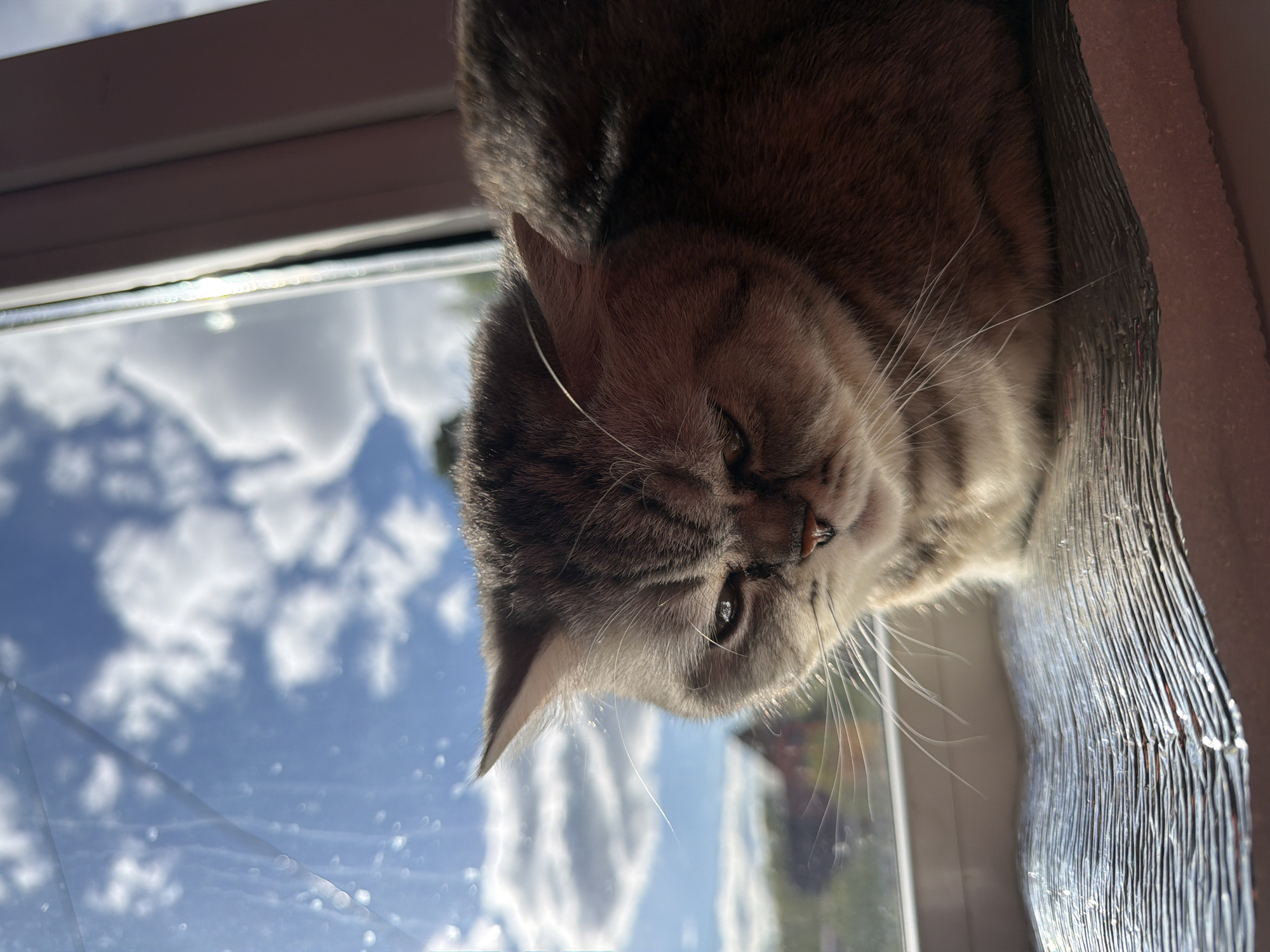 A close-up, low-angle shot depicts a cat with a brown tabby pattern lounging indoors by a window. The cat's face dominates the upper right portion of the image, with one eye partially closed. Fine whiskers are visible against the window. The backdrop is the sky with white clouds, which is visible through the window. A reflective metallic material is situated to the cat's right. The scene is lit with natural sunlight. Although the location is specified as Chaikovsky, Russia, no elements in the image directly confirm this.