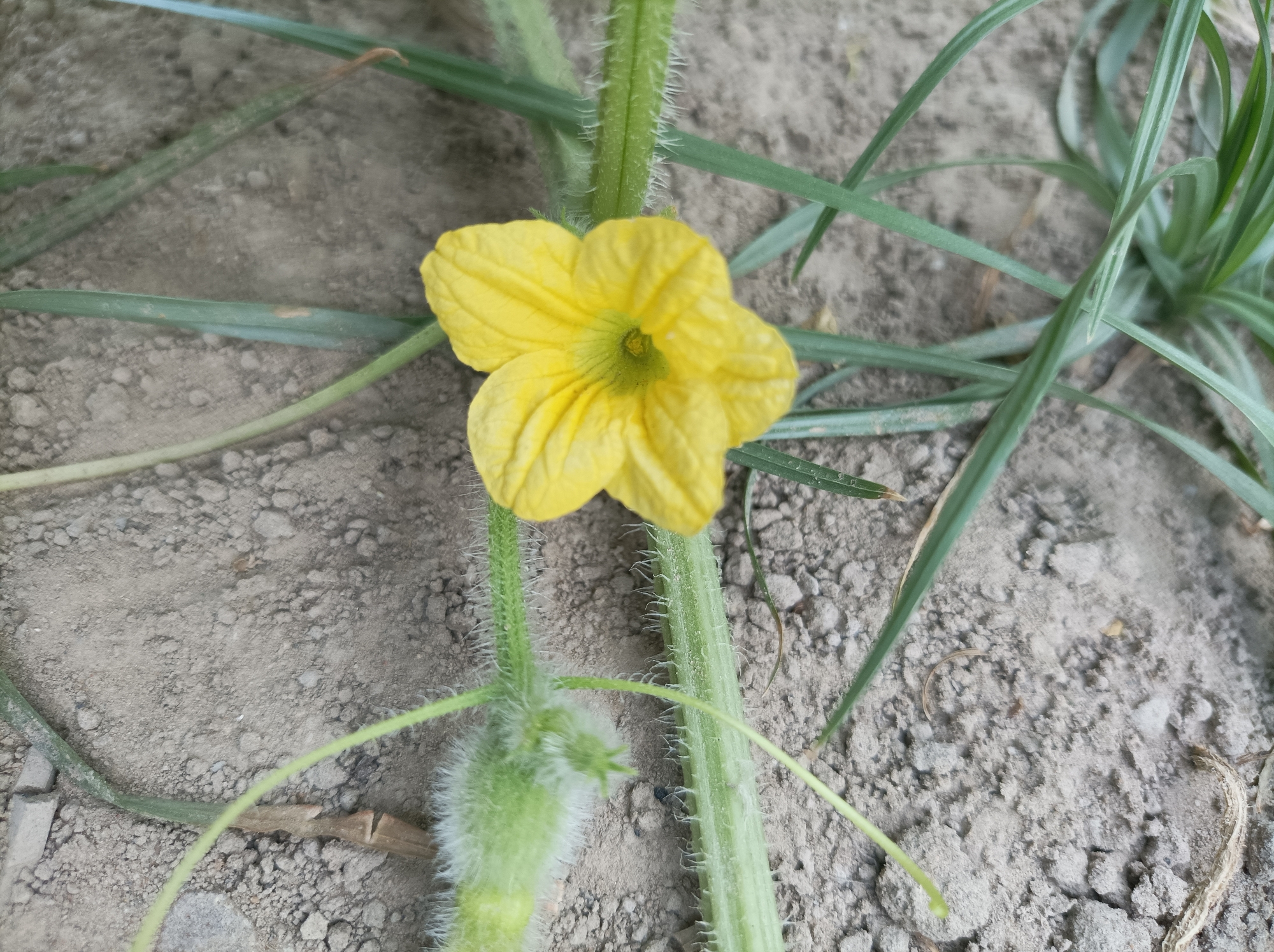 A close-up, ground-level shot shows a bright yellow, five-petaled flower of a cucurbit plant, likely a cucumber or squash, blooming on a fuzzy green vine. The flower is centered in the frame, with its petals unfurling towards the viewer. The vine is thick and covered in fine white hairs, with a smaller, fuzzy stem emerging from its side, possibly a developing fruit. The ground beneath is dry, dusty soil, with scattered small stones and pebbles. Several thin, green grass blades are visible in the background, some crossing over the vine and flower, suggesting an outdoor, natural setting. The lighting is bright, creating a slightly washed-out appearance on the soil. The image was captured in Seýdi, Turkmenistan.
