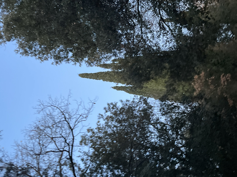 The image displays an outdoor scene set against a clear, bright blue sky, typical of Montalcino, Italy. Dense canopies of dark green, broad-leafed evergreen trees frame the top and bottom sections of the view. In the mid-ground, several tall, slender, dark green cypress trees stand prominently, their characteristic conical shapes silhouetted against the light blue sky. To the lower left, a deciduous tree with intricate, leafless branches is visible, suggesting a time of year such as late autumn, winter, or early spring. The bright, cloudless sky indicates a clear daytime, likely sunny weather. No people, man-made objects, or visible text are present in the natural landscape.