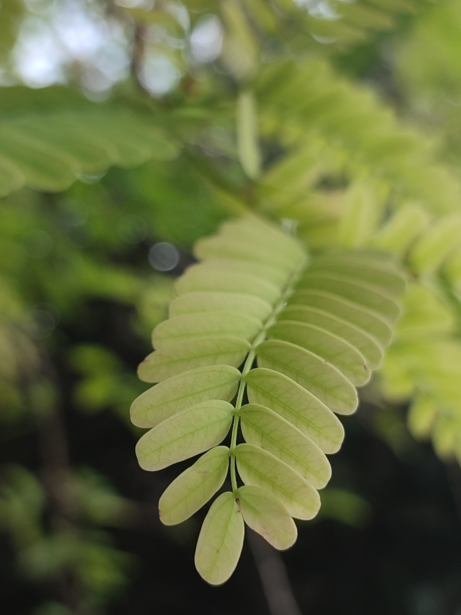 A close-up photograph focuses on a tamarind leaf, exhibiting several pairs of small, oval leaflets arranged along a central stem. The leaflets are pale green, displaying visible vein patterns. The background is blurred, with hints of other green foliage and indistinct light patches. This image was taken in Blangriek, Indonesia.