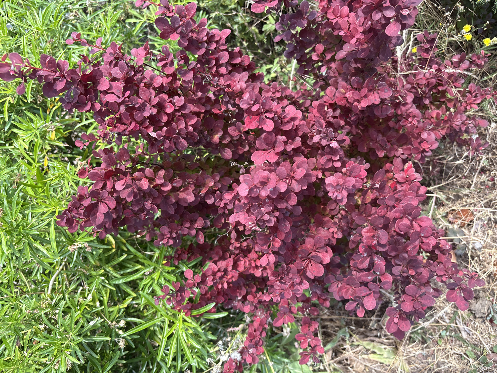 A close-up, overhead shot shows a bush with deep burgundy-red leaves and slender green leaves of another plant behind it. The burgundy bush is dense and leafy, with many small, ovular leaves clustered together on thin branches. The green leaves are long and needle-like, creating a textured backdrop. The ground beneath the plants is covered in dry, straw-like grass and a few small yellow wildflowers. The lighting is bright and sunny, casting subtle shadows.