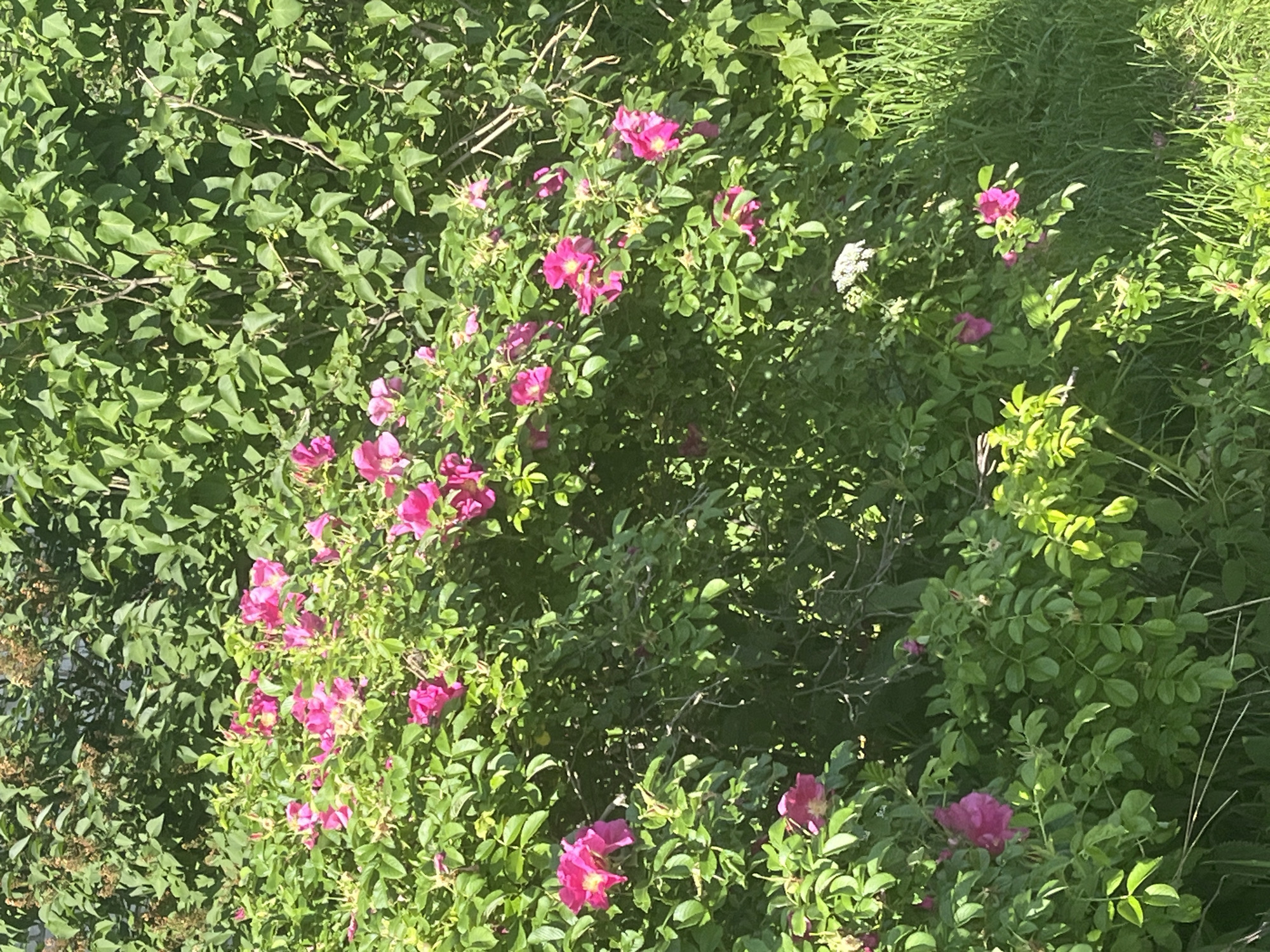 The image displays a dense, sunlit bush dominated by numerous open-faced, five-petaled flowers of a vivid fuchsia or magenta hue, typical of wild roses. These blossoms are distributed throughout the lower and middle sections of the bush, featuring prominent yellow stamens at their centers. The foliage consists of healthy, medium-green, ovate leaves. Interspersed among the leaves are thin, brown, woody stems, indicating a robust, mature plant.
Behind and above the flowering bush, a denser layer of deep green foliage, possibly from a different shrub or hedge, forms the background. Some dry, brown seed heads or withered remnants are visible within this upper foliage, particularly in the top-left quadrant. To the right and at the bottom of the frame, blades of green grass are visible, suggesting an adjacent natural ground cover. A small cluster of tiny white umbelliferous flowers is partially visible at the lower-right base of the rose bush.
The scene is illuminated by strong, direct sunlight, creating bright highlights on the upper surfaces of leaves and petals and casting deep shadows within the dense canopy. No human figures, animals, or artificial structures are present. The location is an outdoor natural environment within the city of Unknown, Unknown.