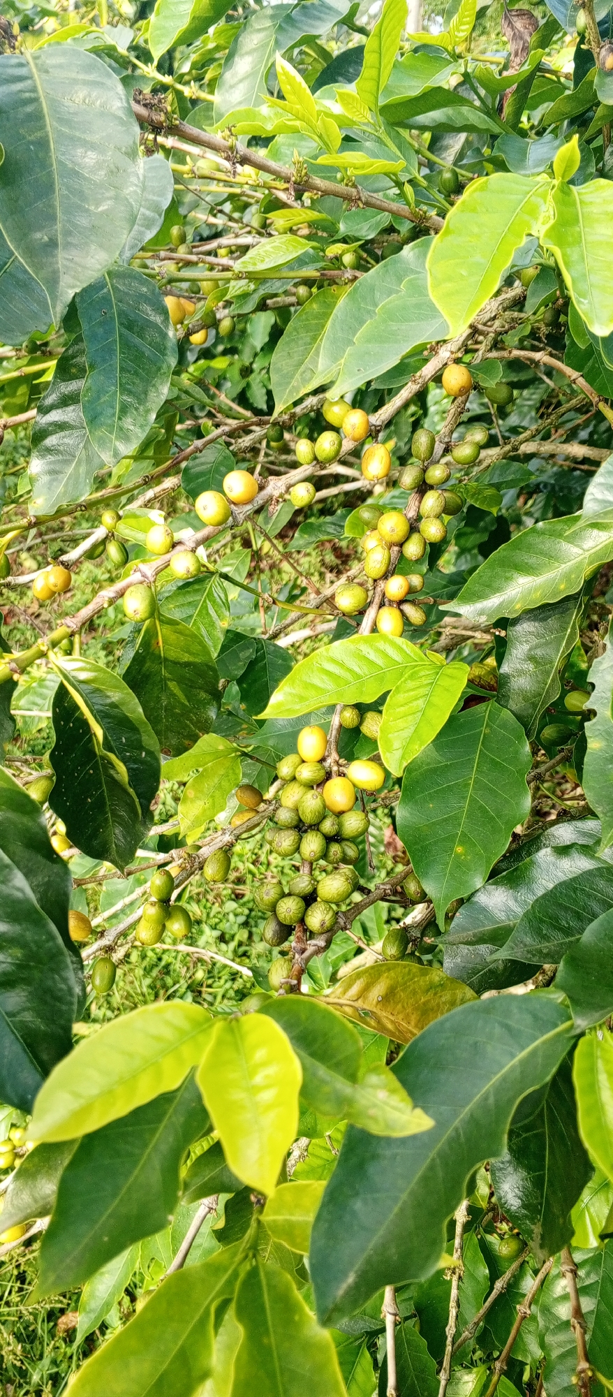 This vertical full-frame image captures a vibrant coffee plant in Weddagala, Sri Lanka, illuminated by natural light. The central focus is on numerous clusters of coffee berries in various stages of ripeness, densely packed along the woody brown branches. Predominantly, there are small, green, oval-shaped unripe berries, intermingled with fewer, larger, and rounder yellow berries that are ripening. The plant features an abundance of broad, ovate leaves in multiple shades of green, with some lighter, fresher growth visible at the top and edges, indicating active growth. The background is composed of blurred green foliage and hints of ground vegetation, suggesting an outdoor, cultivated environment. No people or animals are visible.