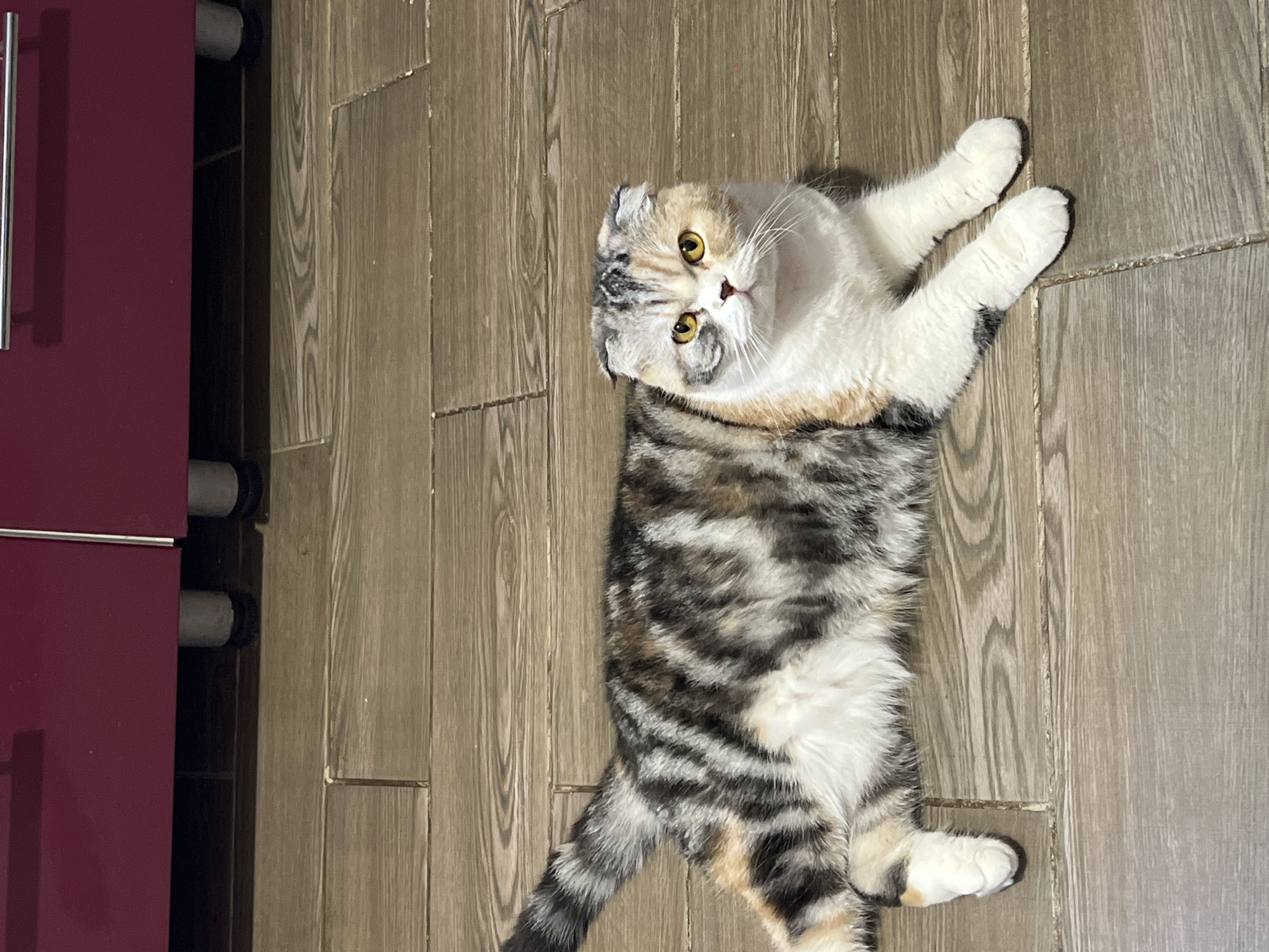 A Scottish Fold cat lies on a wood-look tile floor. Its body is mostly gray and black tabby, while its chest and legs are white. The cat has yellow eyes and a white and gray face. The cat is looking up and to the left of the frame. To the left of the cat is a section of a red cabinet. The scene is dimly lit. Noviy, Russia cannot be determined from this image.