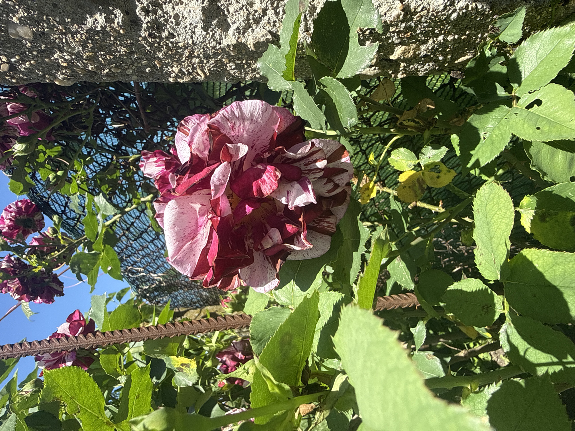 The image shows a rose bush with variegated pink and maroon flowers growing against a rough concrete wall. The plant is trained to grow along a rusty metal support. Green leaves are visible, some with signs of insect damage. A black netting is visible in the background, with a glimpse of blue sky. The location is Elhovo, Bulgaria.