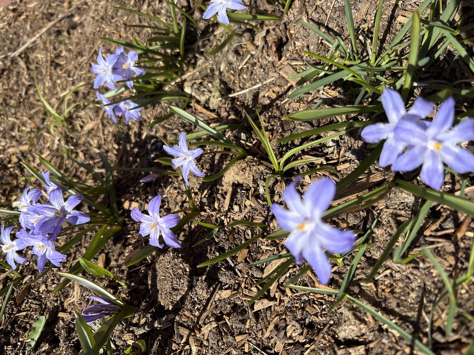 The image shows a patch of ground covered with mulch and scattered with several flowering plants, possibly Scilla luciliae. The plants have blue-lavender, star-shaped flowers with yellow centers. The green leaves of the plants are thin and grass-like. The location is possibly in Koshelevichi, Russia. There are no people or visible actions or interactions in the image. The environment is sunny, as evidenced by the distinct shadows.
