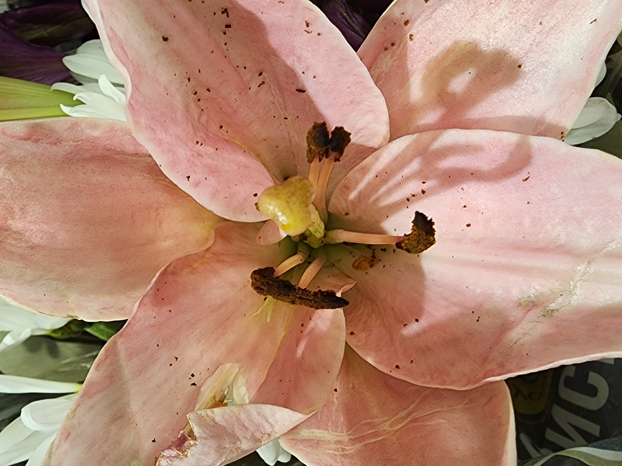 A close-up, overhead shot of a light pink lily shows its stamen and pistil prominently in the center, with hints of white and purple flowers in the background. The lily's petals are wide and slightly curled, revealing numerous small brown specks, likely pollen or dust, scattered across their surface. The lighting casts subtle shadows across the petals, adding depth to the composition. The image is a still life, focusing solely on the floral subject without any indication of the specific location in Camp Hill, United States of America.