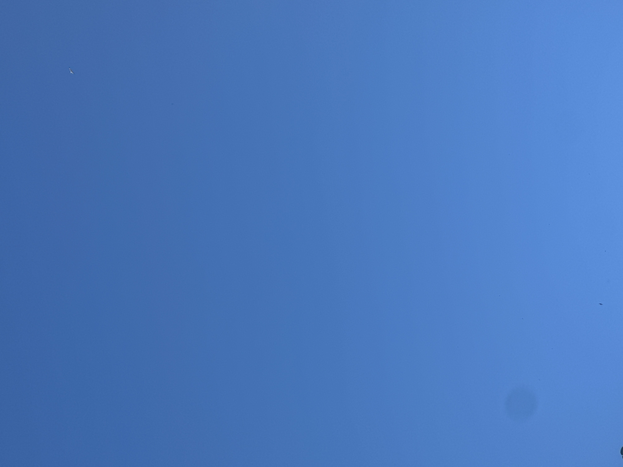 This is a vertical, full-frame photograph of a clear blue sky. There is a dark, circular smudge in the lower left quadrant of the image, possibly a lens artifact or dirt on the camera lens. In the upper right quadrant, a small white object resembling a bird or an insect is visible in flight. In the lower right quadrant, a small dark "t" shaped object is visible in flight. The image was captured in the city of Varna, Bulgaria.