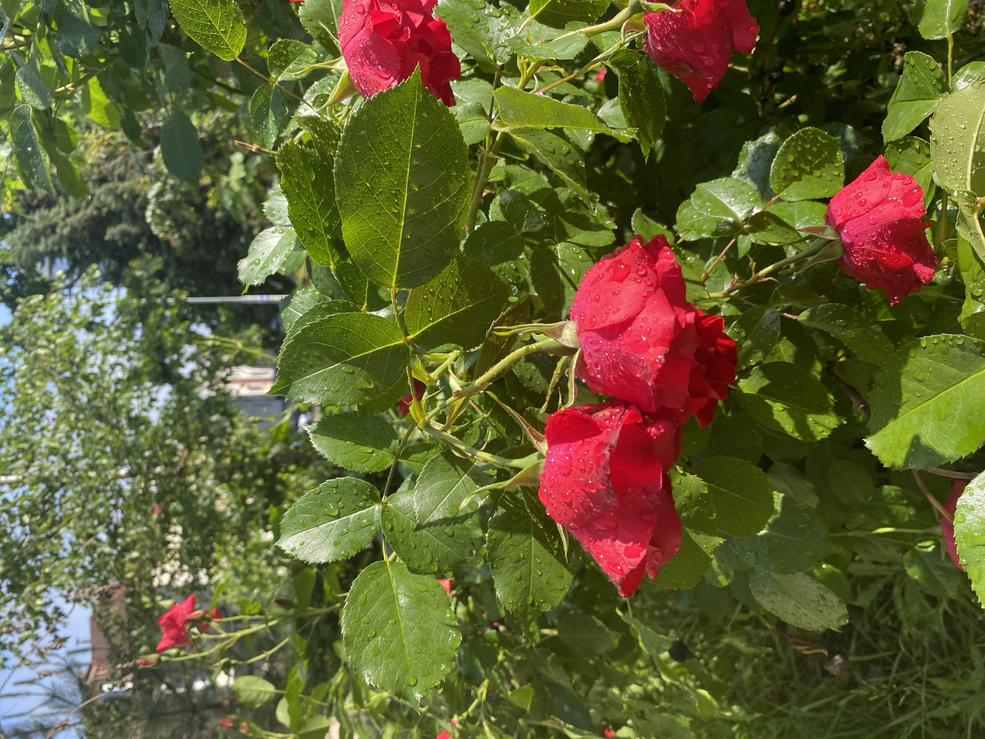 The image captures a vibrant close-up of red roses and their green foliage, freshly covered in water droplets. Several fully bloomed and budding red roses are visible, with their petals adorned with glistening beads of water, reflecting sunlight. The green leaves, prominent in the foreground, also display numerous water droplets, highlighting their texture and serrated edges.
The scene depicts a lush garden or outdoor setting, with a blurred background consisting of various green trees and distant foliage. Patches of bright blue sky are discernible through the background trees, suggesting a clear and sunny day. The strong natural light casts subtle shadows and illuminates the water droplets, making them sparkle. The presence of water droplets indicates either recent rain or morning dew.
There is no discernible activity or event taking place, beyond the natural state of the plants. No people or visible text are present in the image. The setting is likely a garden or green space within Sofia, Bulgaria, given the provided context. The overall impression is one of freshness and natural beauty.