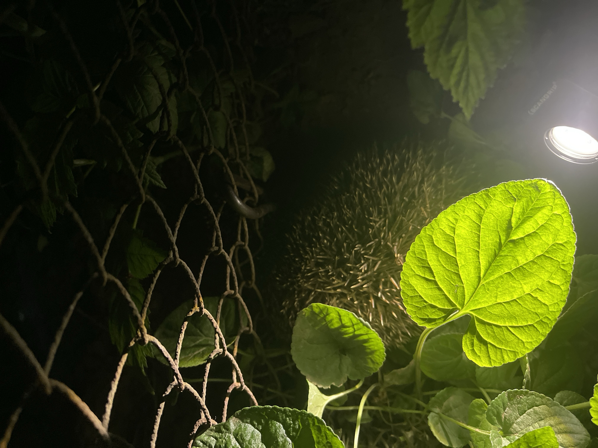 A low-angle, nighttime photograph taken in what appears to be a yard or garden. A spiny hedgehog is partially visible behind large, round green leaves illuminated by a nearby light source, possibly a floodlight labeled "SCANDGRIP" in the top right corner. A rusted wire fence is partially visible on the left side of the frame, intertwined with some greenery. The location cannot be determined definitively as Sofia, Bulgaria, without further evidence.