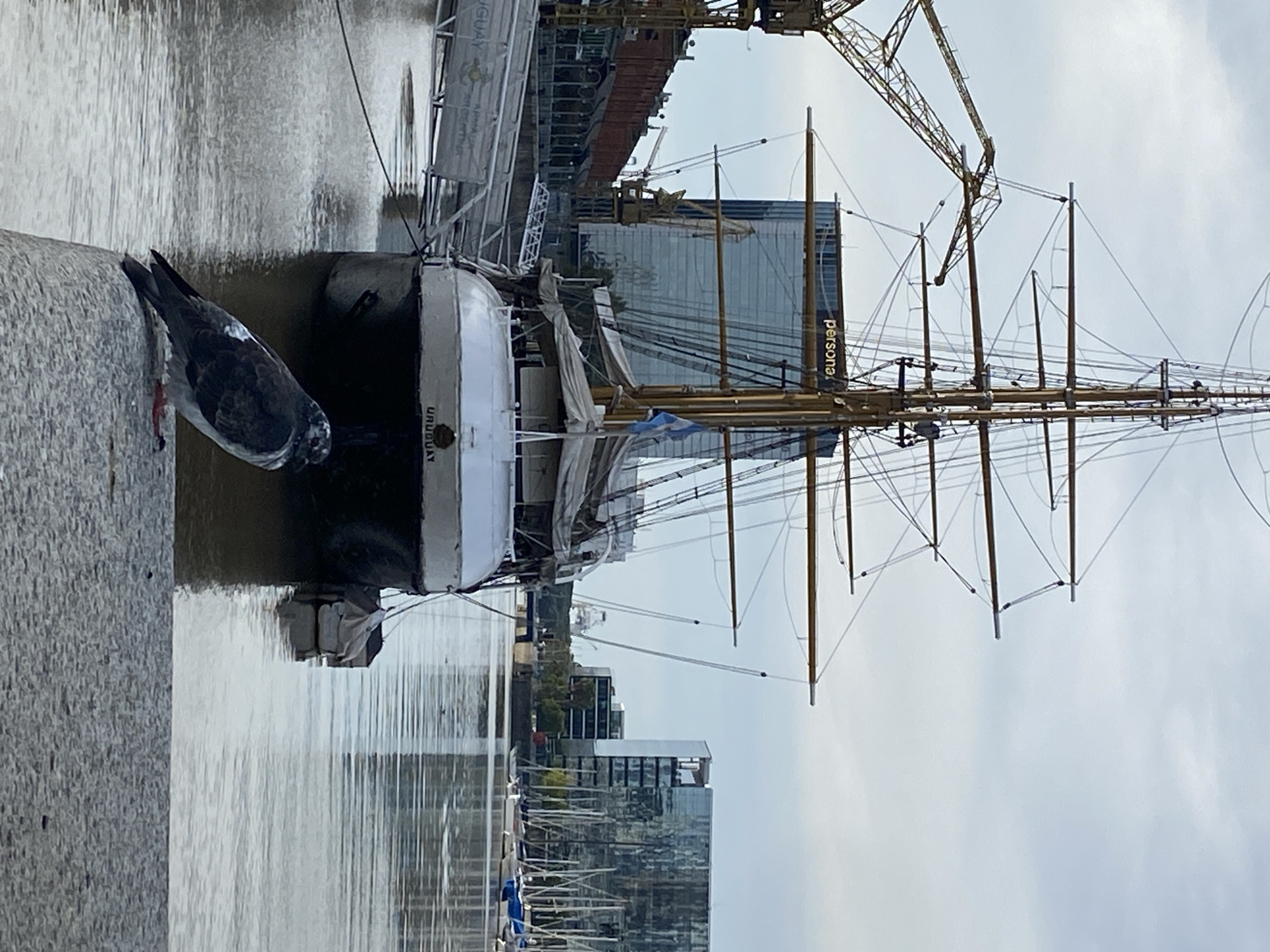 The image depicts the Presidente Sarmiento museum ship docked in Puerto Madero, Buenos Aires, Argentina. The ship is a tall sailing vessel with multiple masts and rigging. A pigeon is perched on the concrete pier in the foreground. Modern buildings, including one with "personal" signage, are visible in the background. A construction crane is also present. The water is calm, and the sky is overcast.