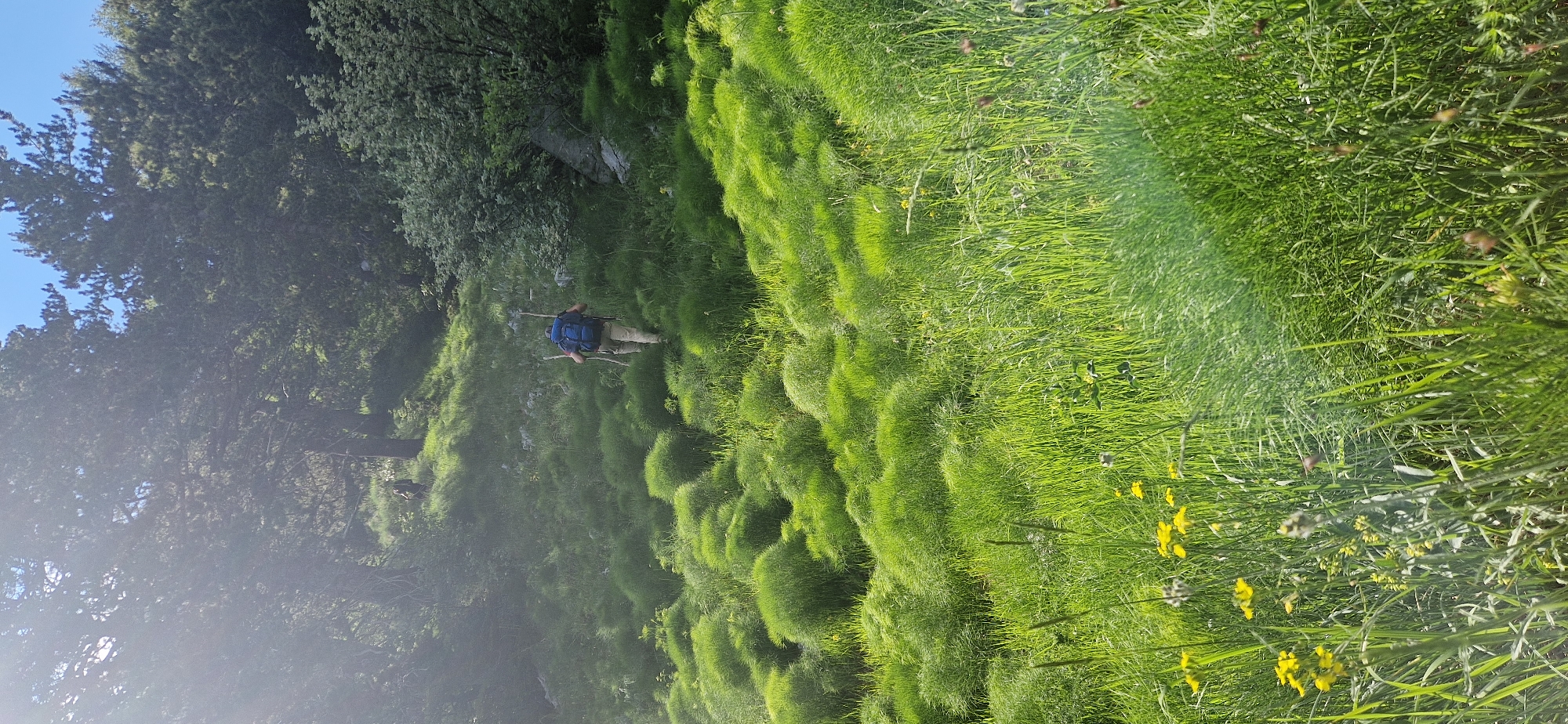 A person, viewed from behind, walks up a lush, green grassy hillside in Kruševice, Montenegro. The individual is wearing a blue backpack and is carrying two wooden sticks. The hillside is covered in dense, short green grass, with some larger, rounder tufts of grass scattered throughout. In the foreground, there are smaller yellow wildflowers and other green vegetation. In the background, a dense forest of tall trees creates a shaded area, with sunlight dappling through the leaves. The sky above is a clear blue.