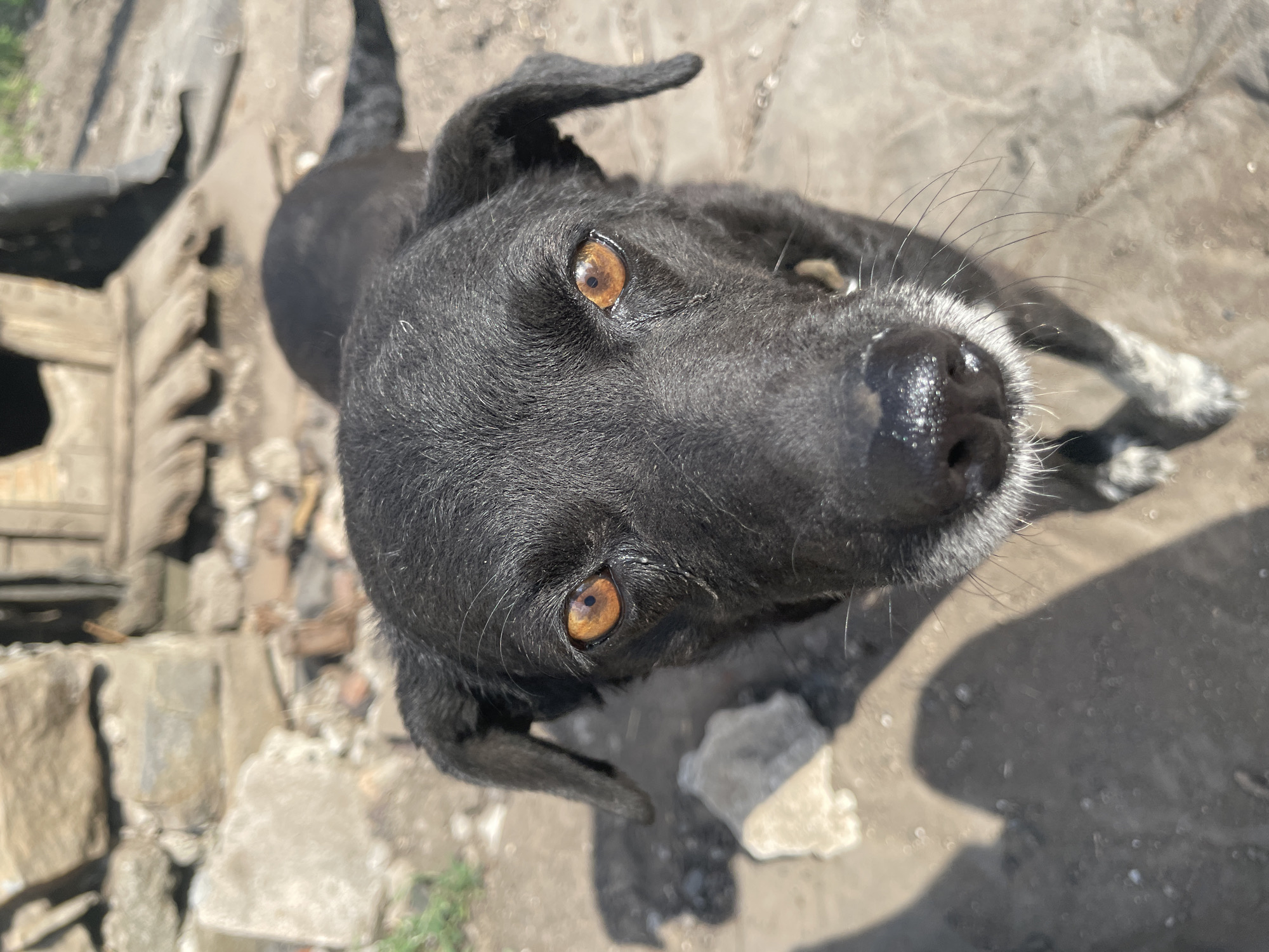 A close-up, high-angle portrait features a black, short-haired dog looking directly at the camera. The dog's eyes are amber with distinct reflections of light. Its nose is black and appears wet, surrounded by both white and black whiskers. The dog's floppy ears are visible on either side of its head. The visible fur on its body is black, with white markings present on its front paws, which are partially visible at the bottom of the frame. The background is out of focus, depicting an outdoor environment with uneven ground composed of dirt, small stones, and fragmented concrete or paving. A rough stone wall is visible in the upper left background, and a wooden structure with horizontal planks is present in the upper right. Strong, directional sunlight illuminates the scene and casts distinct shadows on the ground. The location is an unpaved outdoor area in the city of Unknown, Unknown.