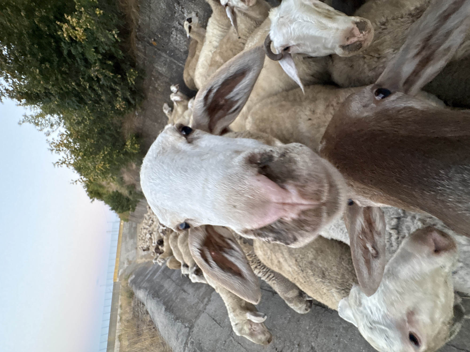 A group of sheep are gathered in a narrow, concrete channel. The sheep are primarily white and light brown. The camera is positioned at a low angle, close to one of the sheep, whose face is in the foreground. The sheep in the foreground has a large, white head with pink nostrils and prominent ears that are reddish-brown on the inside. Other sheep are visible behind and around it, also looking towards the camera or in various directions. The channel appears to be a water ditch or irrigation canal, with concrete sides. Vegetation, consisting of green bushes and trees, is visible along the top edges of the channel and in the background. The sky above is clear with a gradient of light blue and a hint of pink, suggesting it is either early morning or late evening. A metal fence or railing is visible on the left side of the image, further up the channel. The scene is outdoors, in a rural or semi-rural environment, possibly on the outskirts of Orizare, Bulgaria, given the context. There are no people or buildings directly visible in the immediate scene.