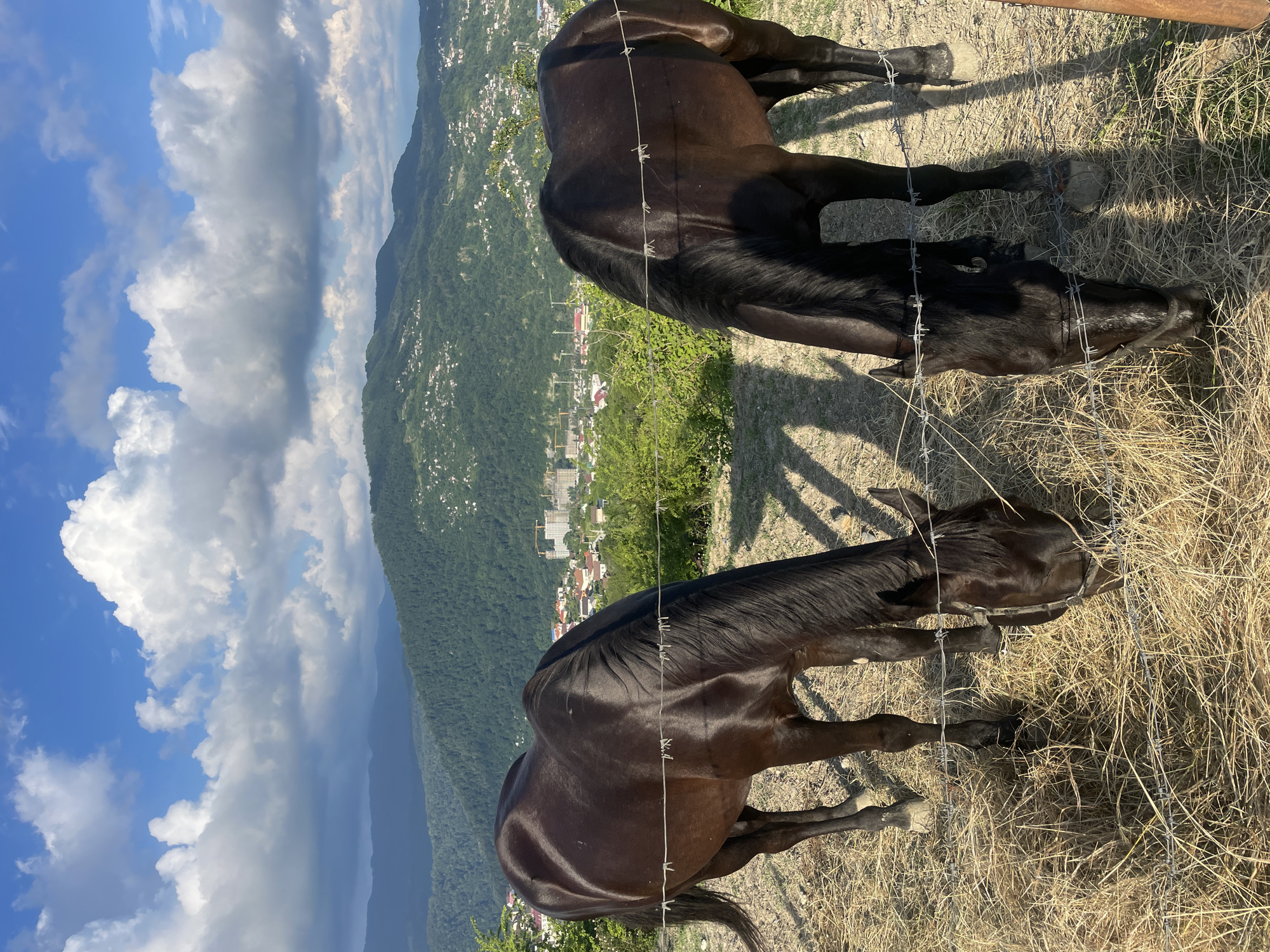 Two dark bay horses are grazing in a fenced enclosure on a hillside overlooking a city nestled in a valley. The horses are in the foreground, their bodies angled towards the viewer as they eat dry hay. Barbed wire fences run horizontally across the frame, separating the horses from the viewer and the landscape beyond. In the middle ground, the city is visible with a mix of residential buildings and some construction cranes. The background features rolling, tree-covered hills that rise to form mountains under a partly cloudy blue sky. The scene appears to be in Sochi, Russia, given the characteristic hilly terrain and urban development.