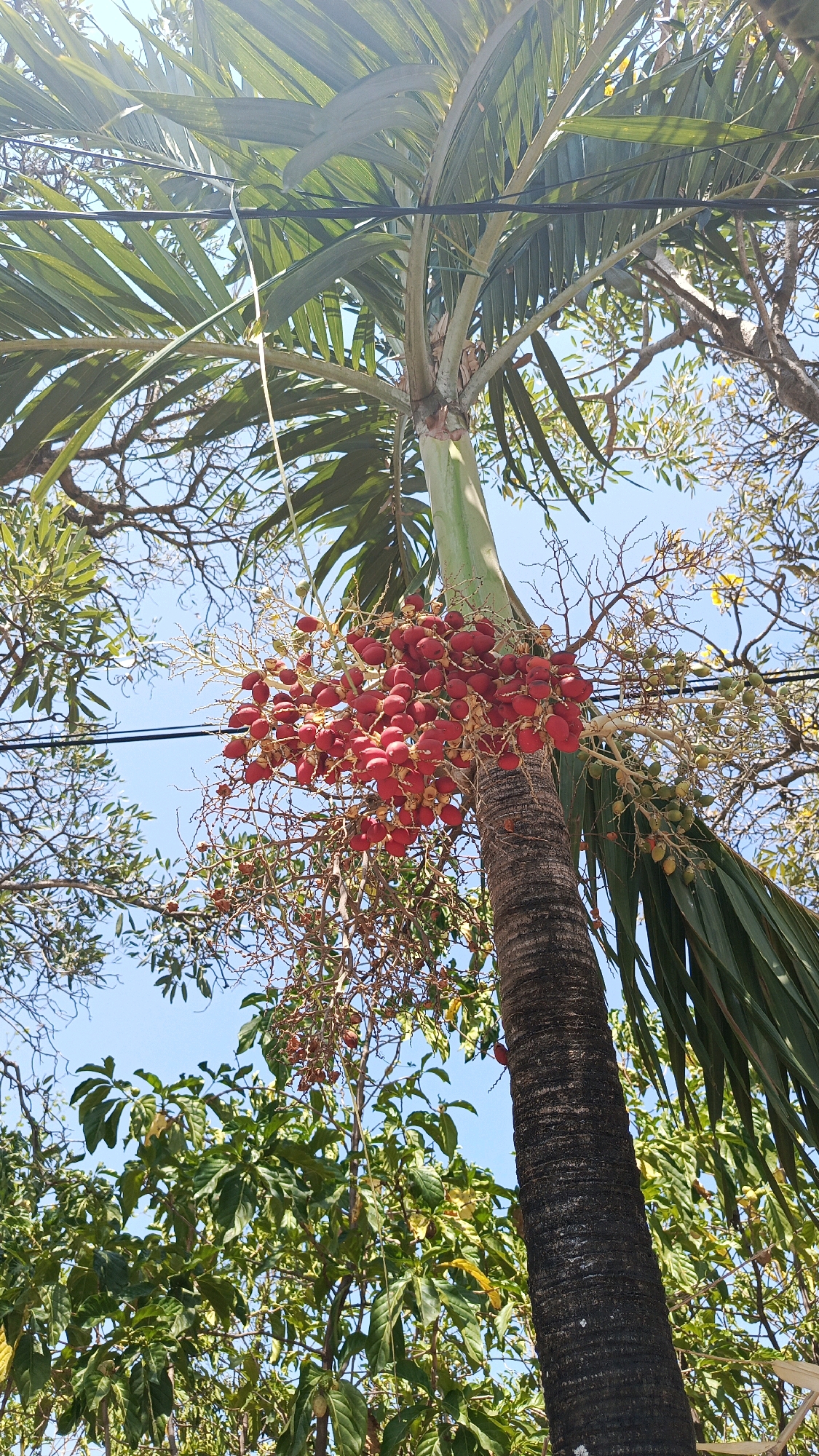 An upward view shows a palm tree trunk with a cluster of ripe, red fruits hanging from a branch. The trunk is textured and dark brown. The palm fronds are a vibrant green, and some are out of focus due to their proximity to the camera. In the background, other trees with green foliage and bare branches are visible against a clear blue sky. Electrical wires are strung across the upper part of the image, partially obscuring the sky and tree branches. The scene is set outdoors, likely in a tropical or subtropical environment. There are no people or animals present in the image.