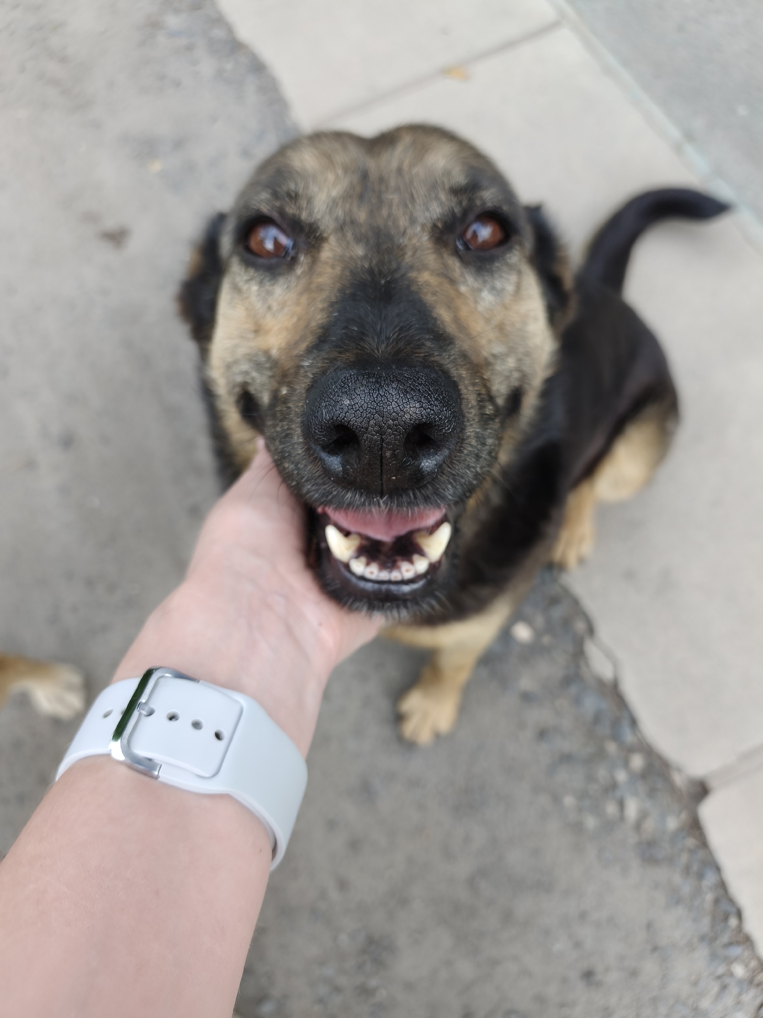 A close-up, high-angle shot shows a person's hand petting a dog. The dog is facing the camera with its mouth open, panting, and its tongue visible. The dog has brown and black fur, with piercing brown eyes. The person's hand is light-skinned with a white smartwatch on their wrist. The background appears to be an outdoor, urban setting with a grey, gritty surface, possibly a sidewalk or paved area. The image does not contain any specific landmarks or indicators to identify the location as Kryvyi Rih, Ukraine.