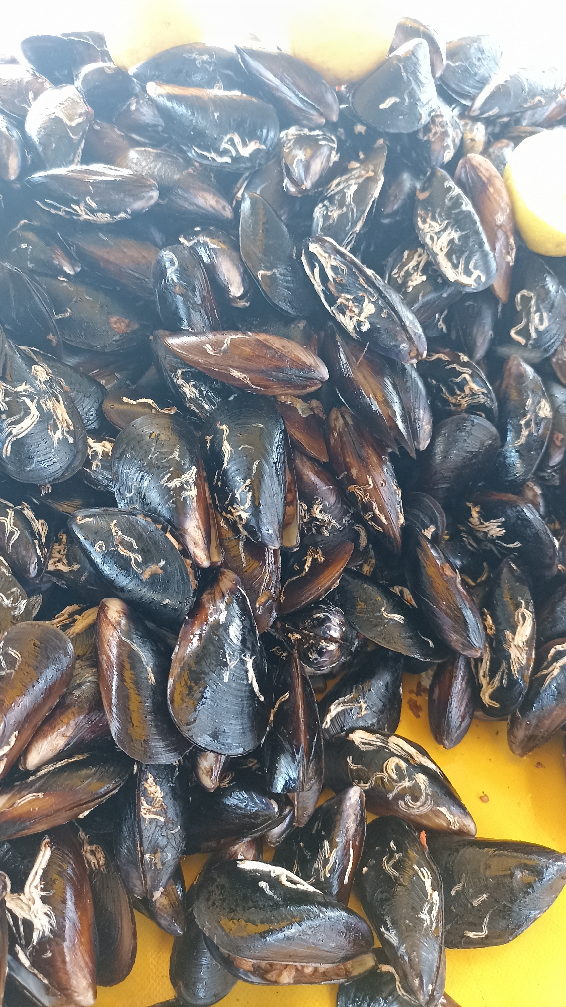 A close-up, high-angle shot captures a large quantity of fresh mussels piled together on a bright yellow surface, likely a tray or container. The mussels display a range of dark shell colors, from glossy black to deep brown, and many feature distinctive light beige or whitish wavy patterns and deposits on their surfaces. Some shells are slightly open, revealing glimpses of the mussels' orange or brownish flesh inside. A part of a yellow citrus fruit, appearing to be a lemon or lime, is visible in the upper right corner of the frame, hinting at culinary preparation or display. The scene suggests a market stall or a kitchen environment where fresh seafood is being prepared or sold. The setting is in Yenişehir, Turkey. There are no people visible, and no text is present in the image.
