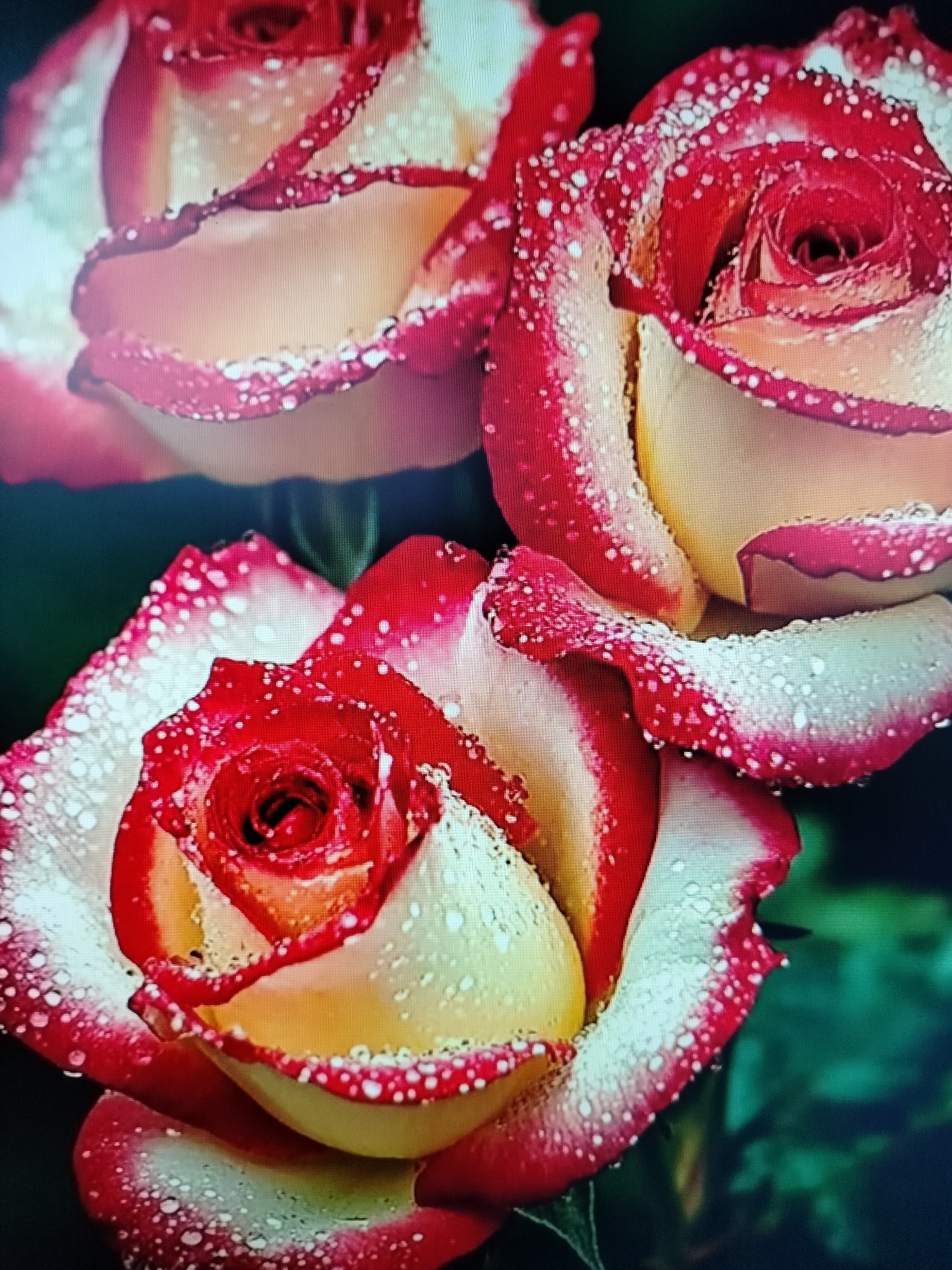 The image displays a close-up of three bi-colored roses, predominantly red and white with yellow undertones. The petals are adorned with numerous water droplets, creating a glistening effect. The background is a dark, blurred green, suggesting foliage. There are no people, objects, or actions visible in the scene. The image does not provide any information regarding its location in the city of Yashkino, Russia.