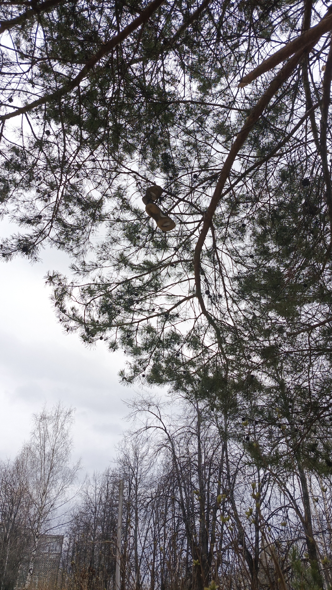 The image presents an upward view into a dense canopy of trees against a light, overcast sky, likely taken during the daytime. Dominating the foreground are the dark, intricate branches and needles of a pine tree, with numerous small pine cones visible. A striking detail is a pair of light-colored shoes, possibly sneakers or sandals, hanging by their laces from a thick branch of this pine tree in the upper right quadrant of the frame.
Beyond the immediate pine, a mix of bare deciduous trees fills the mid-ground and background, their intricate network of branches silhouetted against the bright sky. One slender birch tree with light-colored bark stands out on the left. The absence of leaves on most trees suggests either early spring before budburst or late autumn after leaf fall. In the distant background, partially obscured by the bare branches, a multi-story building with a utilitarian appearance is faintly visible, along with a slender utility pole on the left.
The sky is a uniform, bright gray, indicating overcast weather without direct sunlight. No people are visible, and no discernible text is present in the image. The scene offers a blend of natural elements with subtle hints of human presence, set in what is identified as Chaikovsky, Russia.