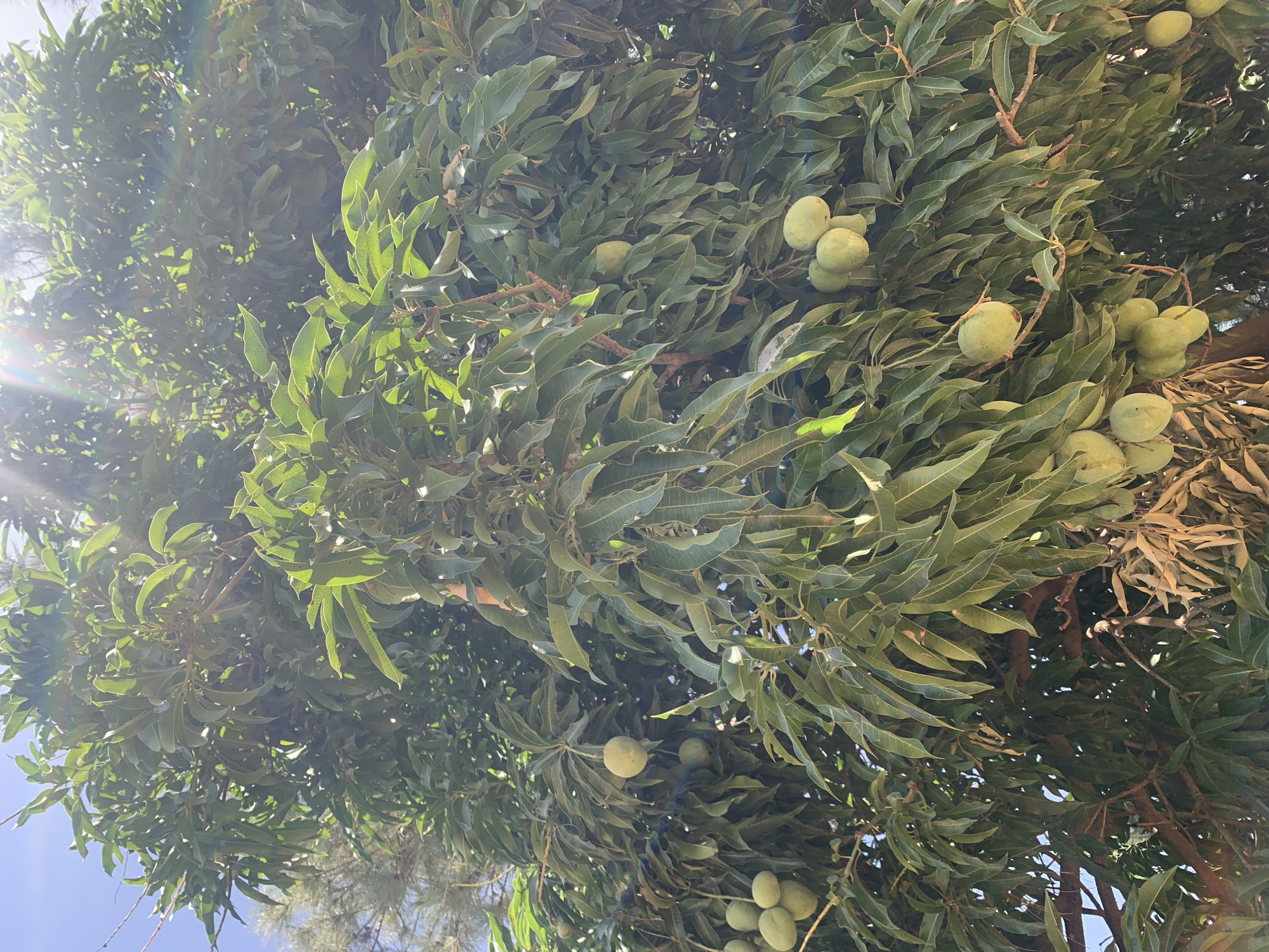The image shows a mango tree laden with unripe mangoes. The location is indicated as Rafin Par, Nigeria. The tree has dense green foliage, with many mangoes clustered among the leaves. The sky is visible in some areas through the foliage. There is sunlight shining through parts of the tree.