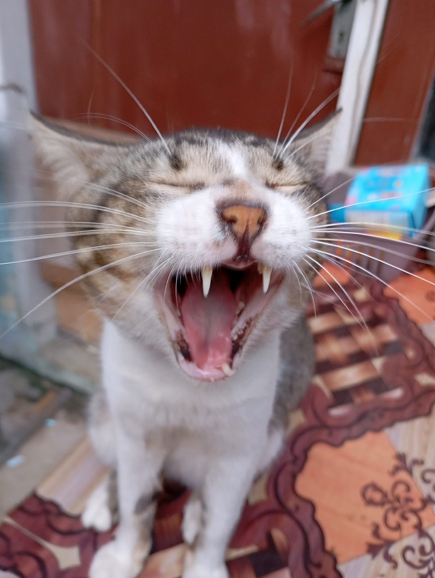 A domestic cat, predominantly grey and white, is captured mid-yawn, revealing its pink tongue and sharp fangs. The cat is positioned outdoors, sitting on a patterned floor. In the background, a reddish-brown wall and a blue box are visible. The scene appears to be located in Balikpapan, Indonesia.
