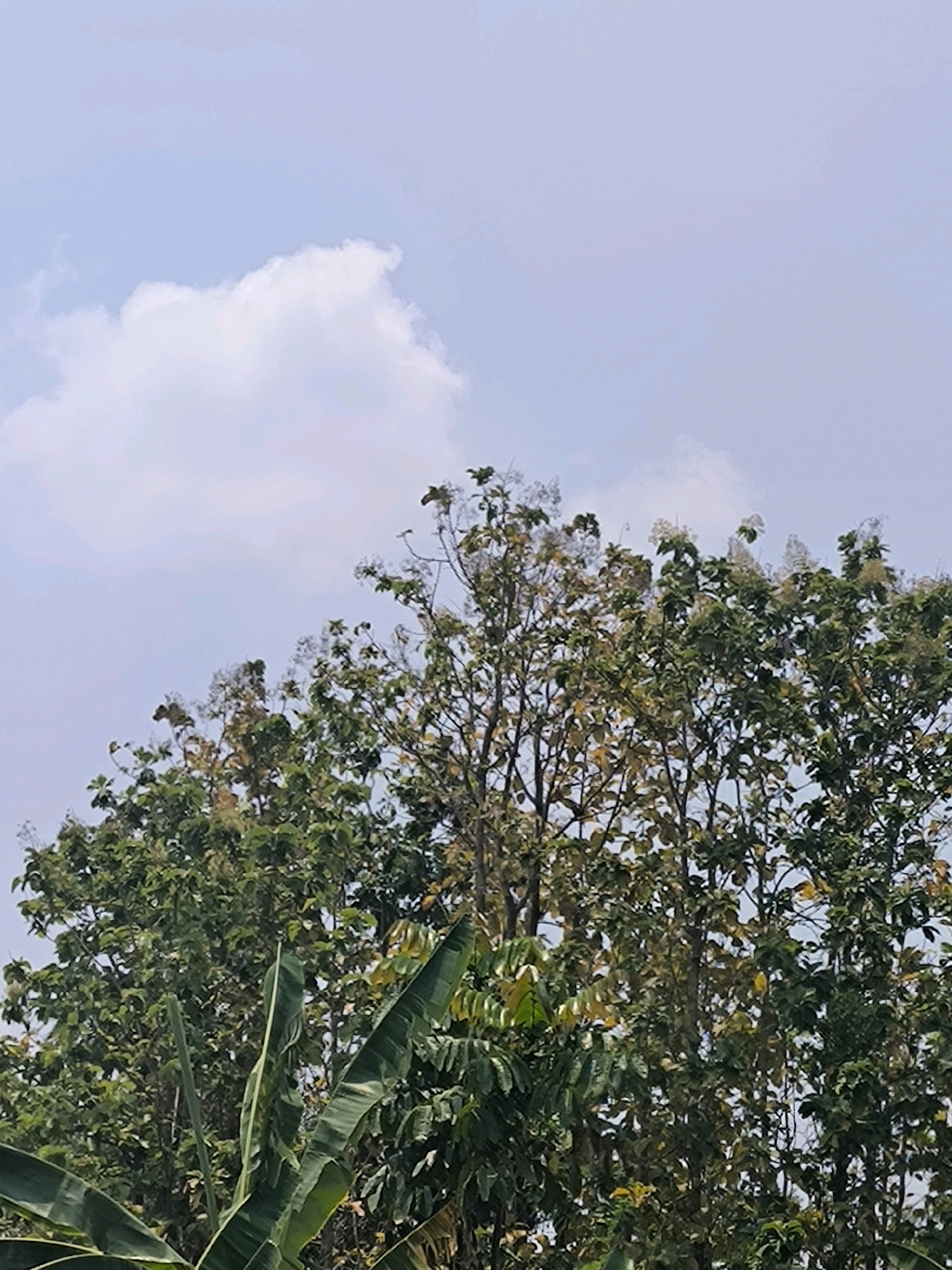 The image shows a bright, overcast sky with a few scattered clouds. In the foreground, the tops of several trees are visible, with lush green leaves and some lighter-colored foliage. One of the trees has numerous small white flowers blooming. The leaves of the trees vary in color, with some appearing bright green and others a lighter, more yellowish-green, suggesting they might be deciduous or in the process of changing seasons. In the lower left of the frame, large, dark green banana leaves are prominent. The overall scene appears to be an outdoor natural environment, possibly a park or a rural area, with no people or man-made structures visible. The lighting suggests it is daytime.