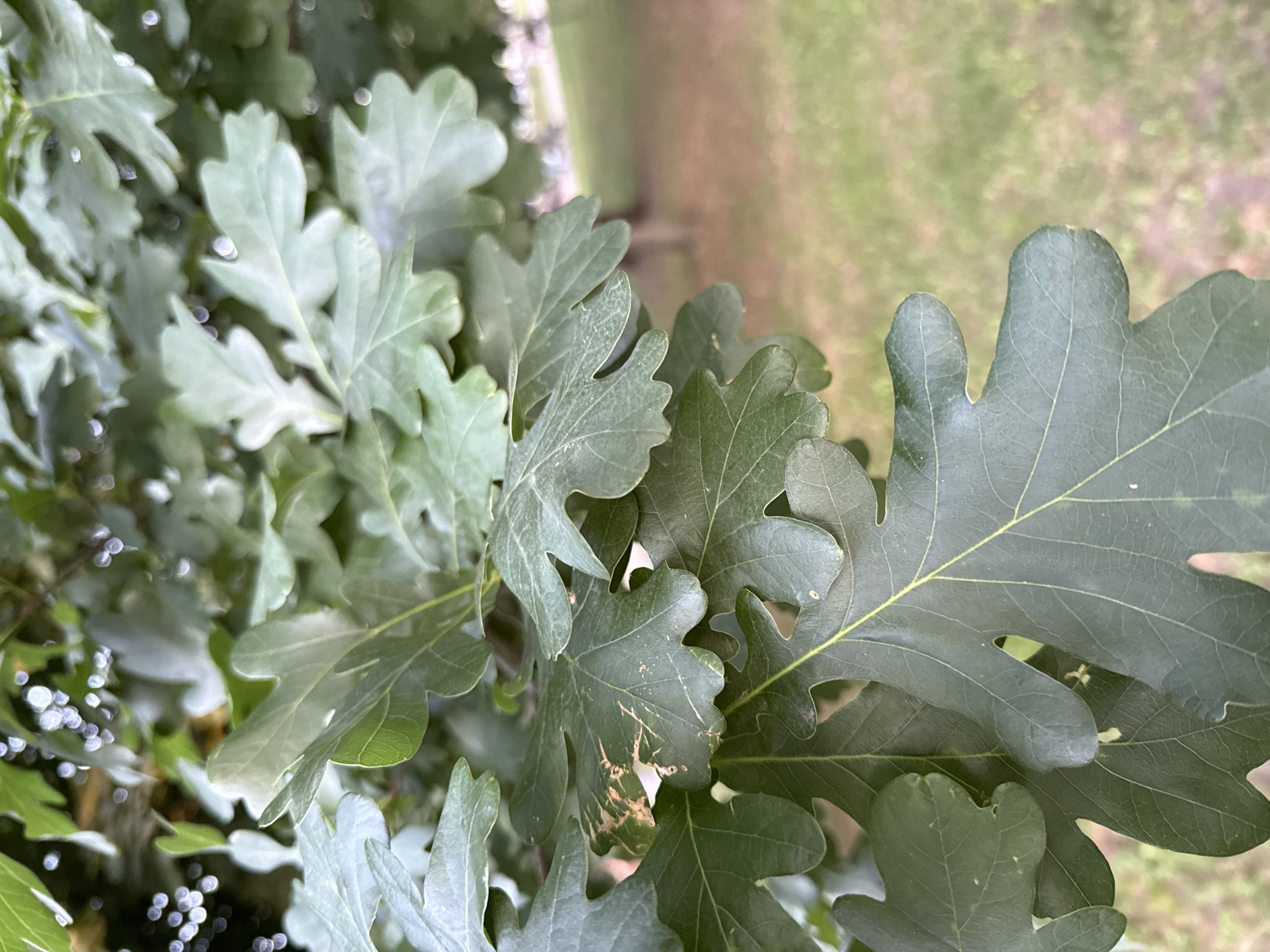 A close-up, eye-level, horizontal shot focuses on the dark green leaves of an oak tree. The leaves have lobed edges and prominent veins. Some leaves show minor browning and light speckling. The background is blurred, revealing a park-like setting with green grass and brown earth. The lighting is natural and soft, suggesting an outdoor environment during the day.