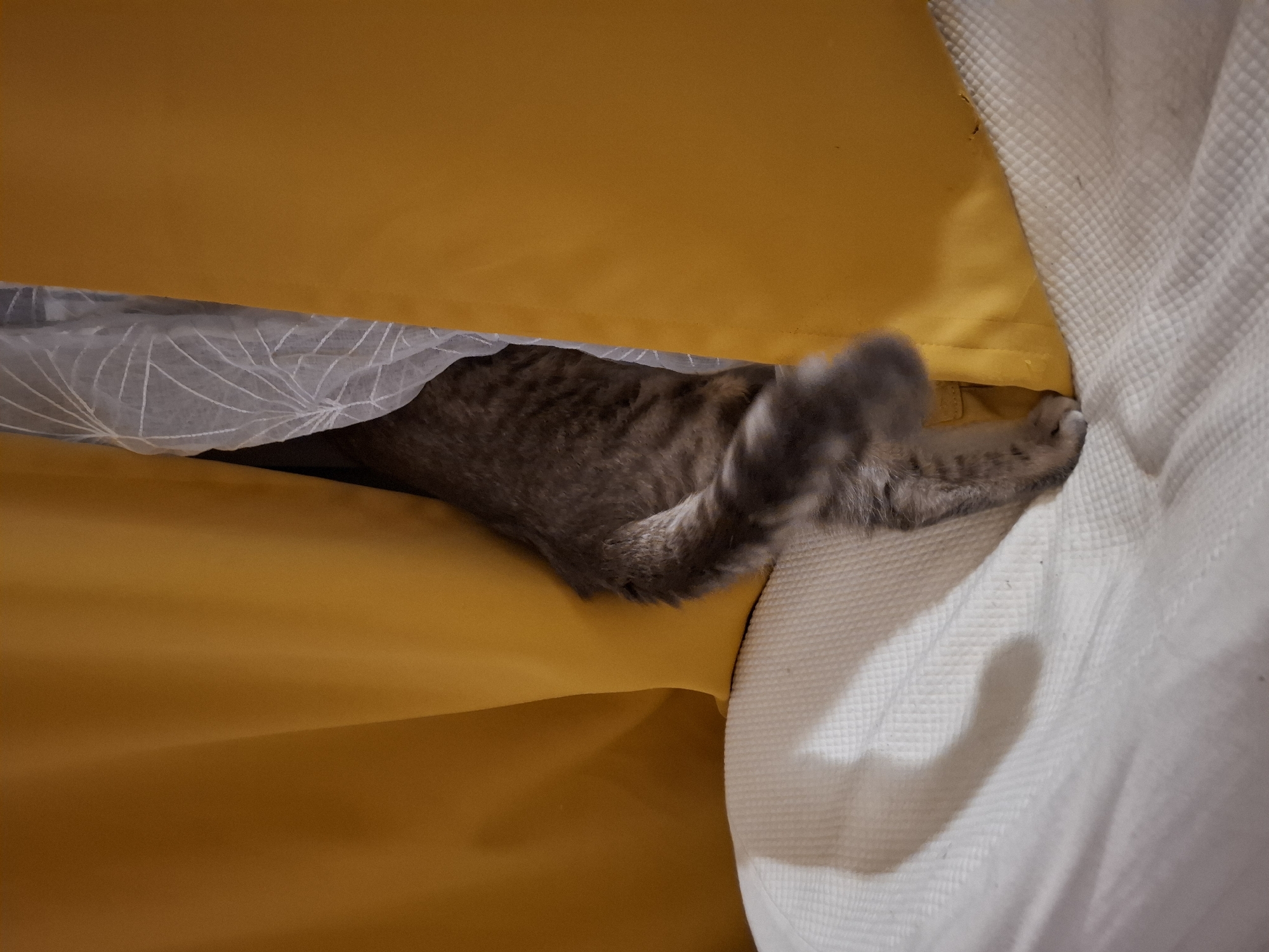 The image shows a close-up of a cat's hindquarters and tail as it emerges from behind a yellow curtain. The cat has grey tabby fur and a fluffy tail. It is standing on a white, textured surface, possibly a bed or sofa, which is partially illuminated by a shadow cast from the curtain. The scene appears to be indoors. There is no indication of the location being in Zemun Urban Municipality, Serbia.