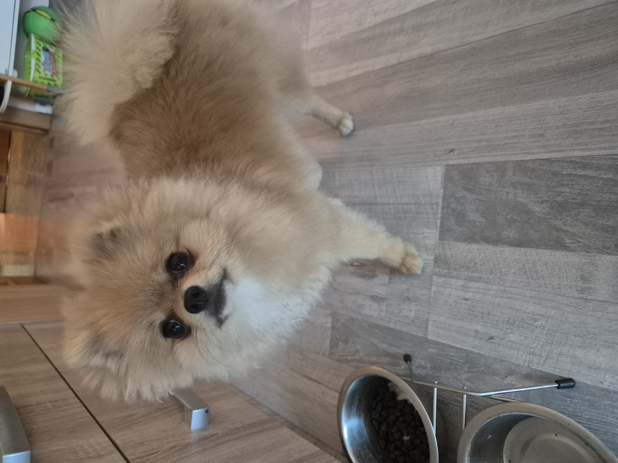 A tan Pomeranian dog stands on a grey wood-patterned floor. It is looking towards the camera with its head tilted slightly. In the foreground to the left, a metal dog bowl on a stand contains kibble. Below that is another empty metal bowl on the same stand. The dog's fur is fluffy and appears to be a mix of light tan and cream. The background shows a wooden cabinet and a white shelf with green and blue containers. The lighting is overhead and casts soft shadows.
