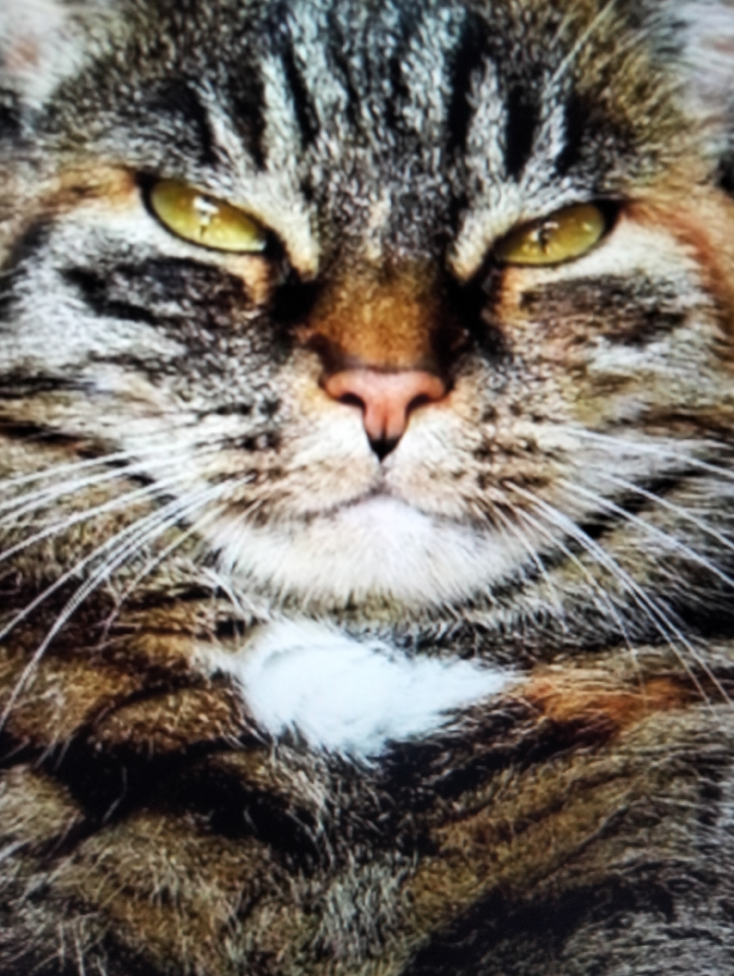 The image is a close-up of a cat's face. The cat has tabby markings with brown, black, and gray fur. Its eyes are a striking yellow with black pupils. Prominent white whiskers fan out from its snout. A small patch of white fur is visible on its chest. The background is out of focus, showing the textured fur of the cat. There is no indication of a city location like Payagaboh, Indonesia, in this image.
