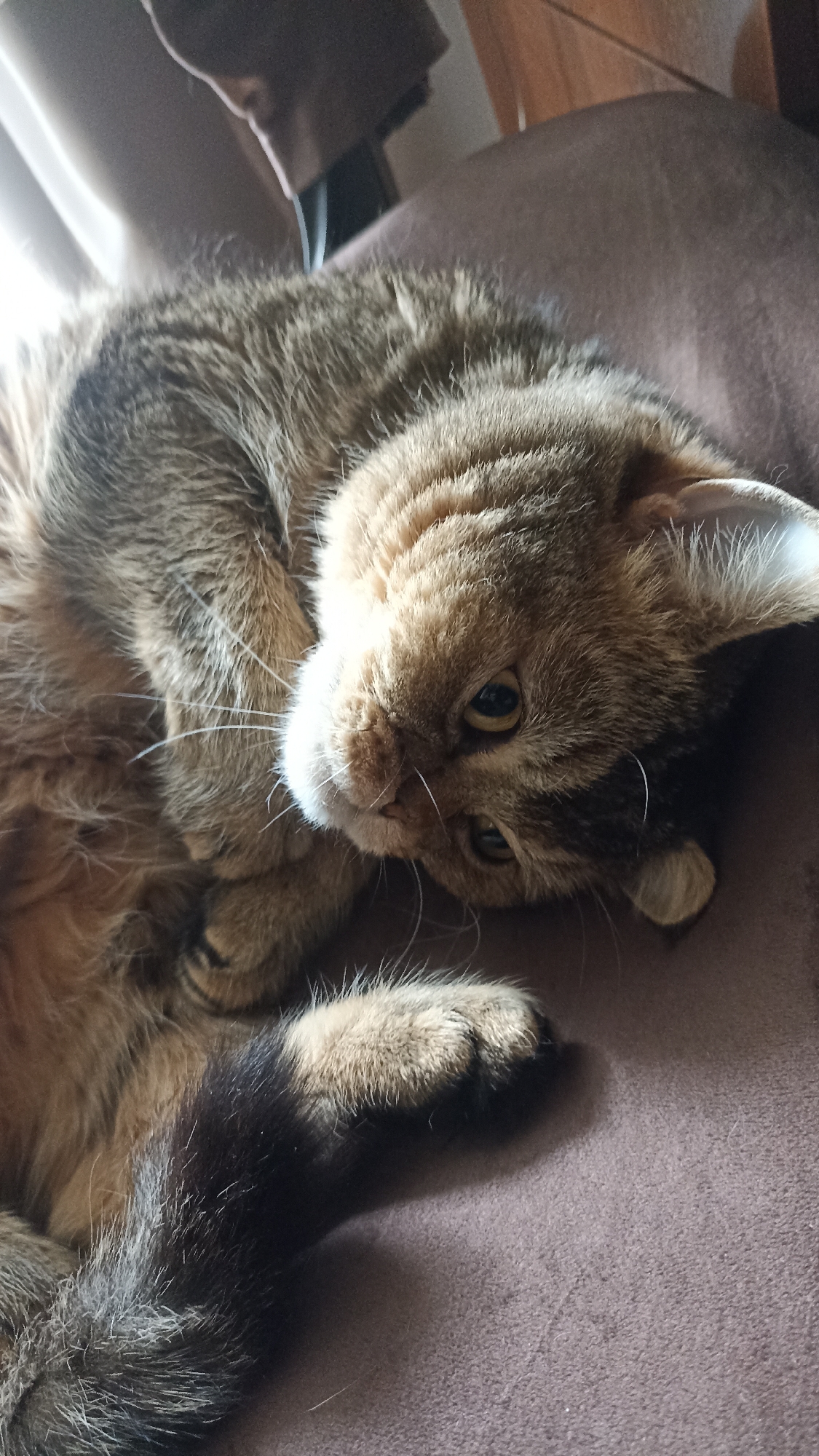 A close-up shot captures a tabby cat resting on a brown surface. The cat is lying on its side, with its body curled up. Its fur is a mix of brown, black, and tan stripes. The cat's eyes are open and looking towards the camera. One of its paws is extended, showing the black pads and white fur. The tail, also striped, curves around the cat's body. The background is out of focus, but appears to be a textured surface, possibly furniture. The lighting suggests it's daytime, with natural light filtering in from the left. There is no indication of the cat's location within the city of Chekhov-2, Russia.